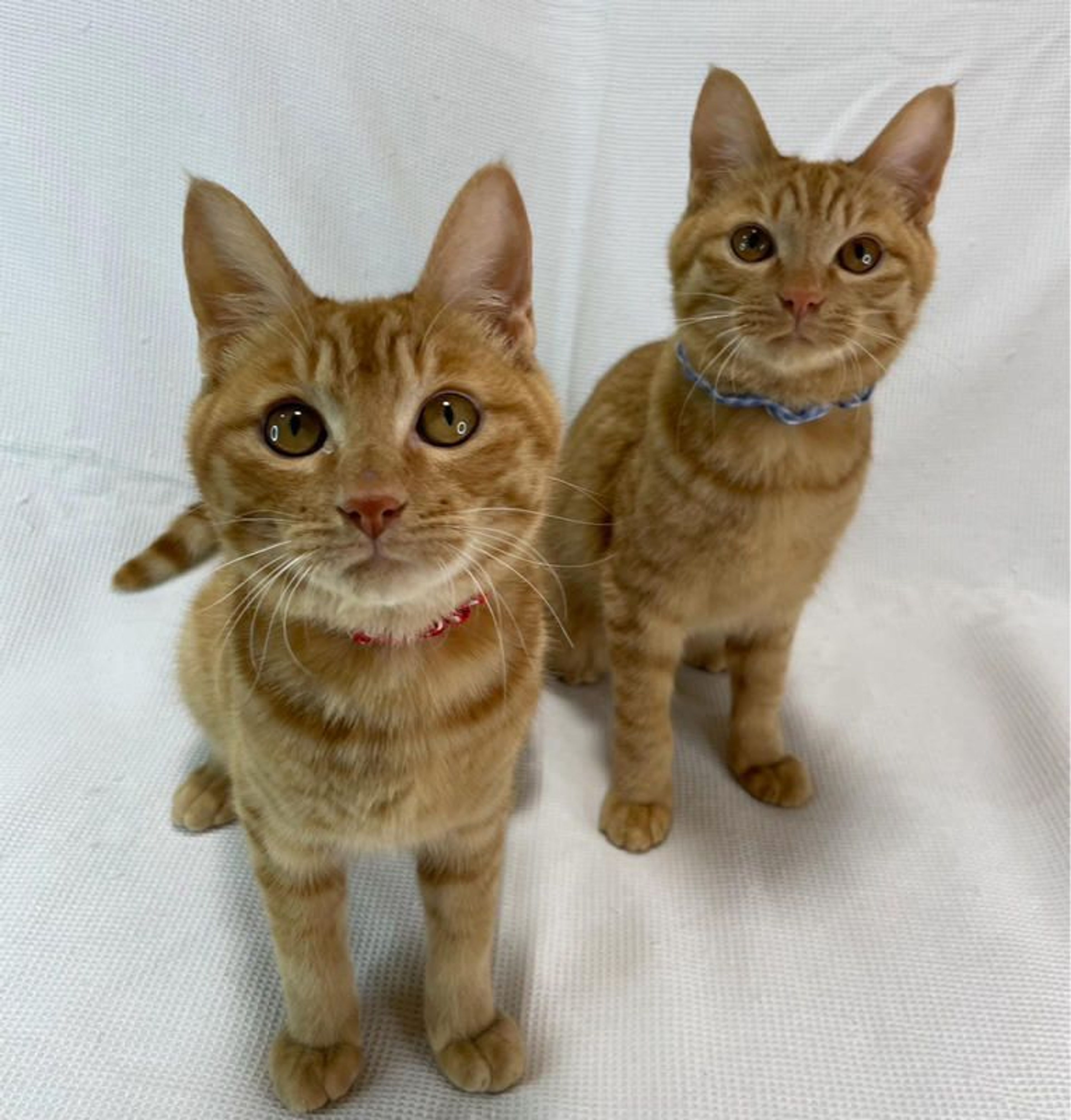 pet-image-5