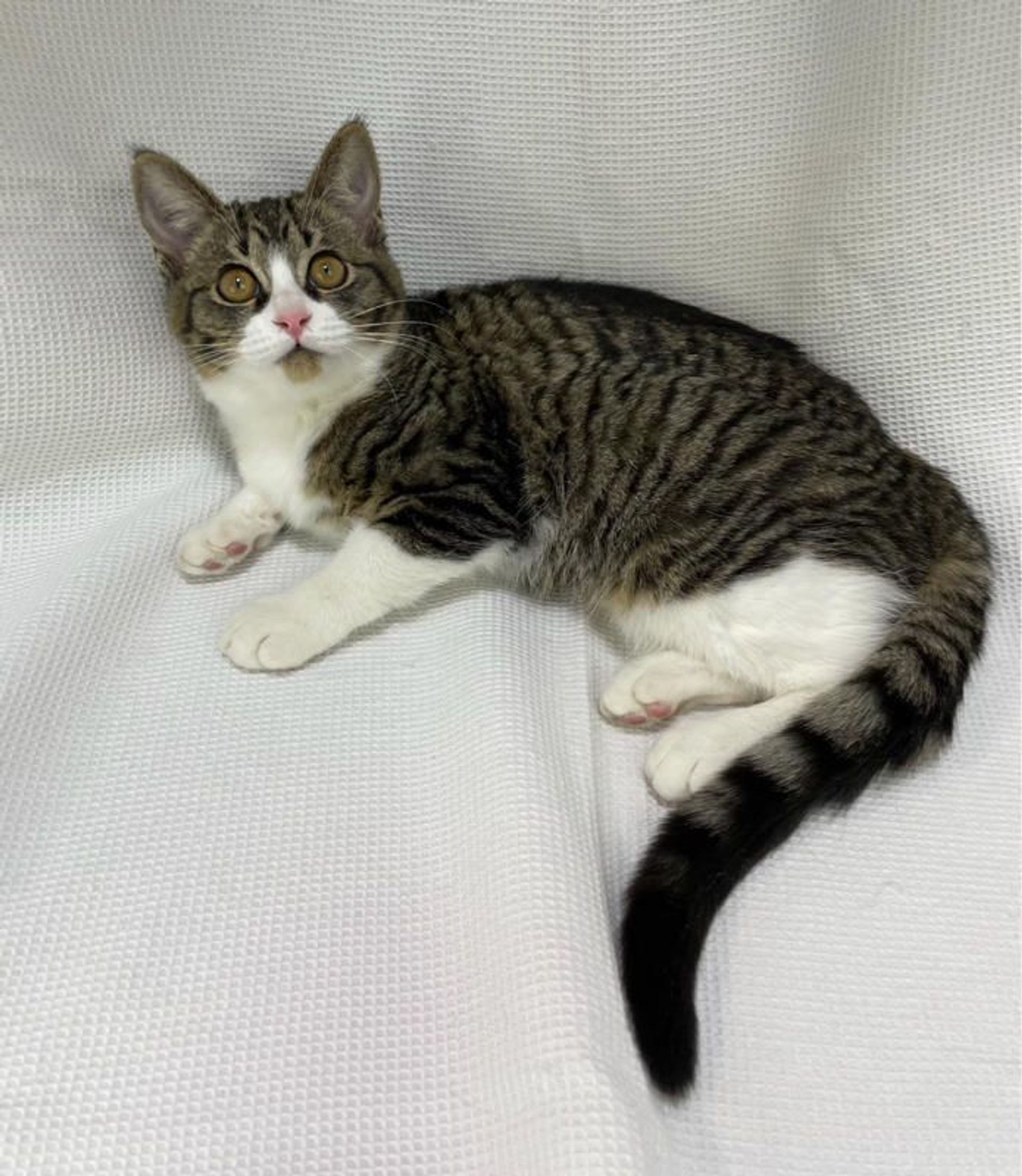 雑種（ミックス猫）・メスの里親募集の写真