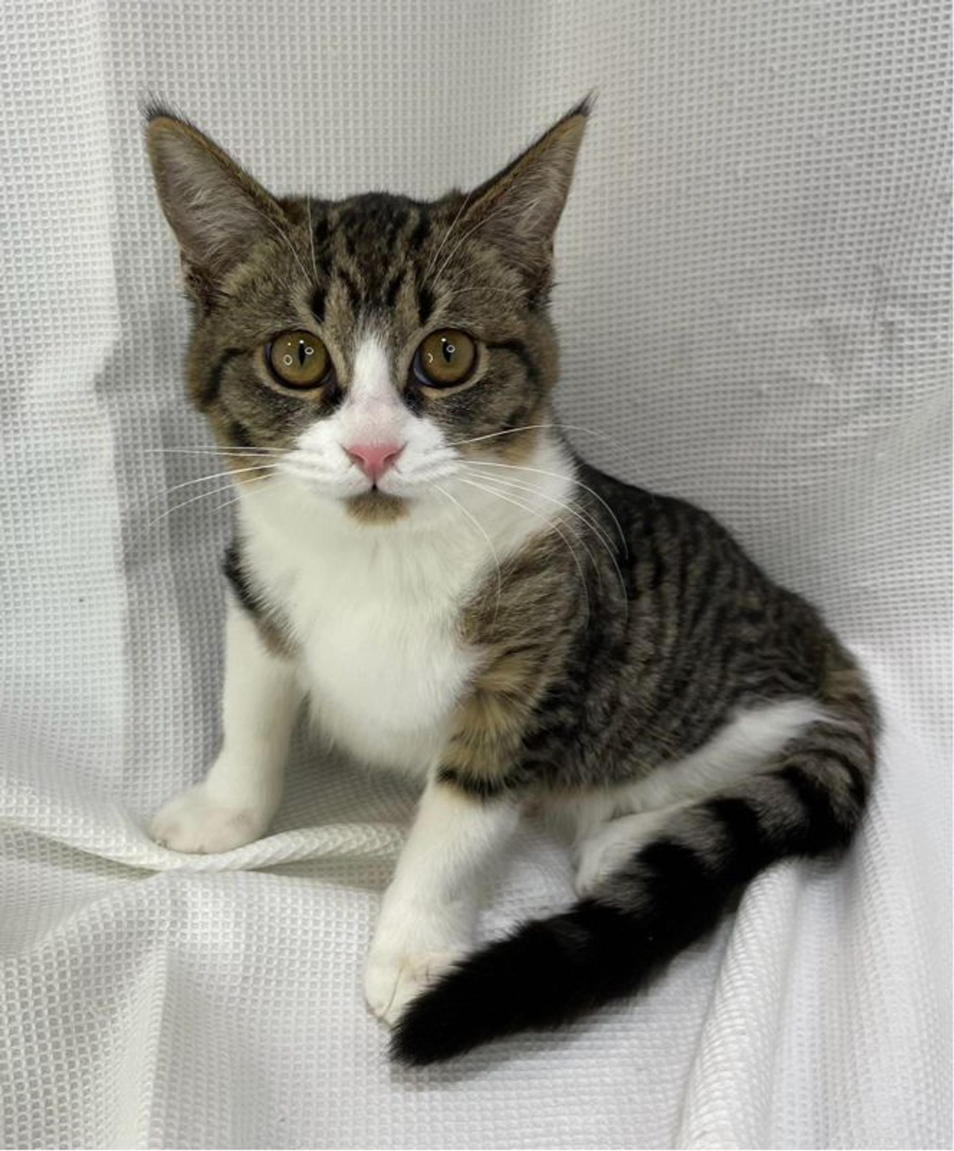 pet-image-2