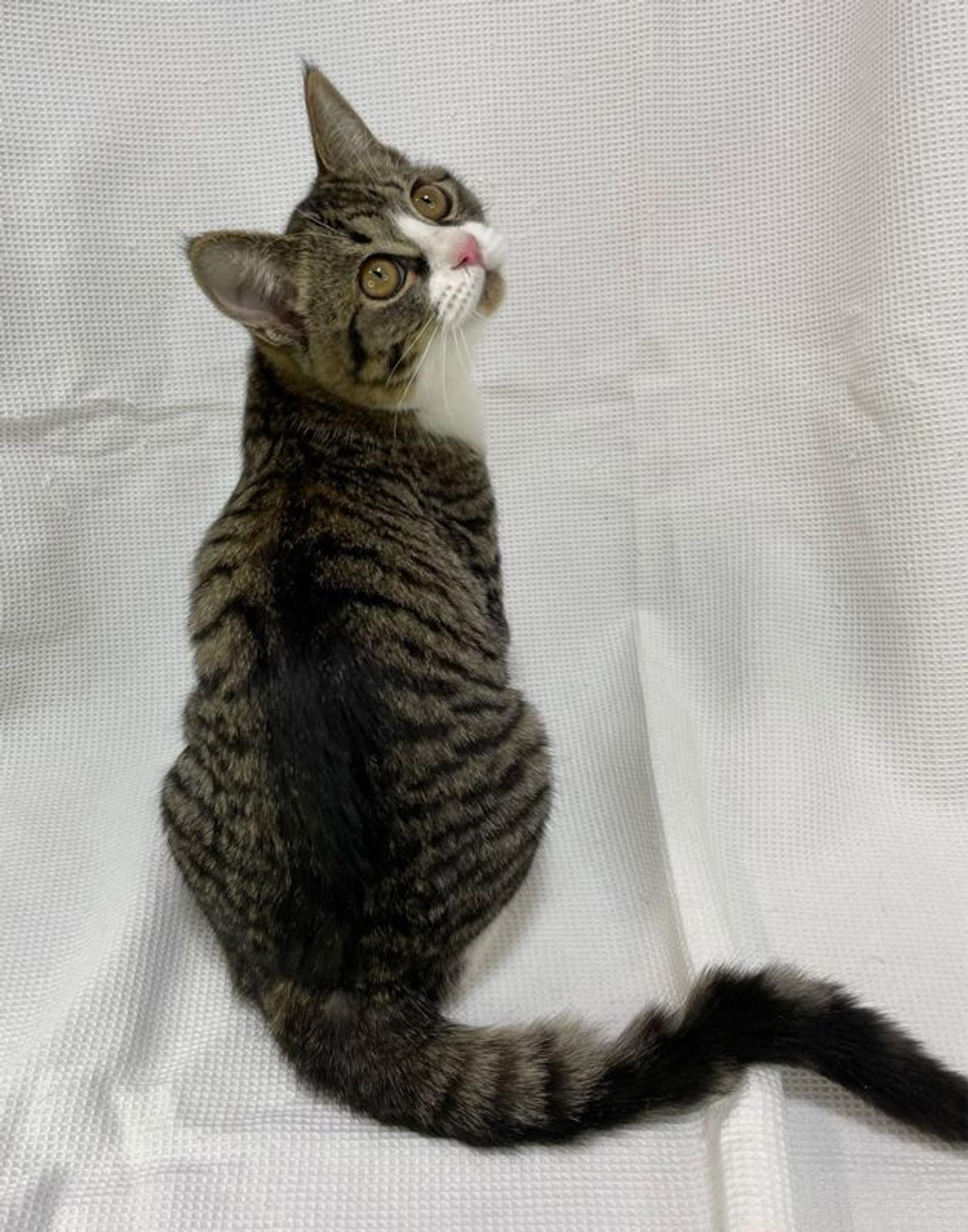 pet-image-4