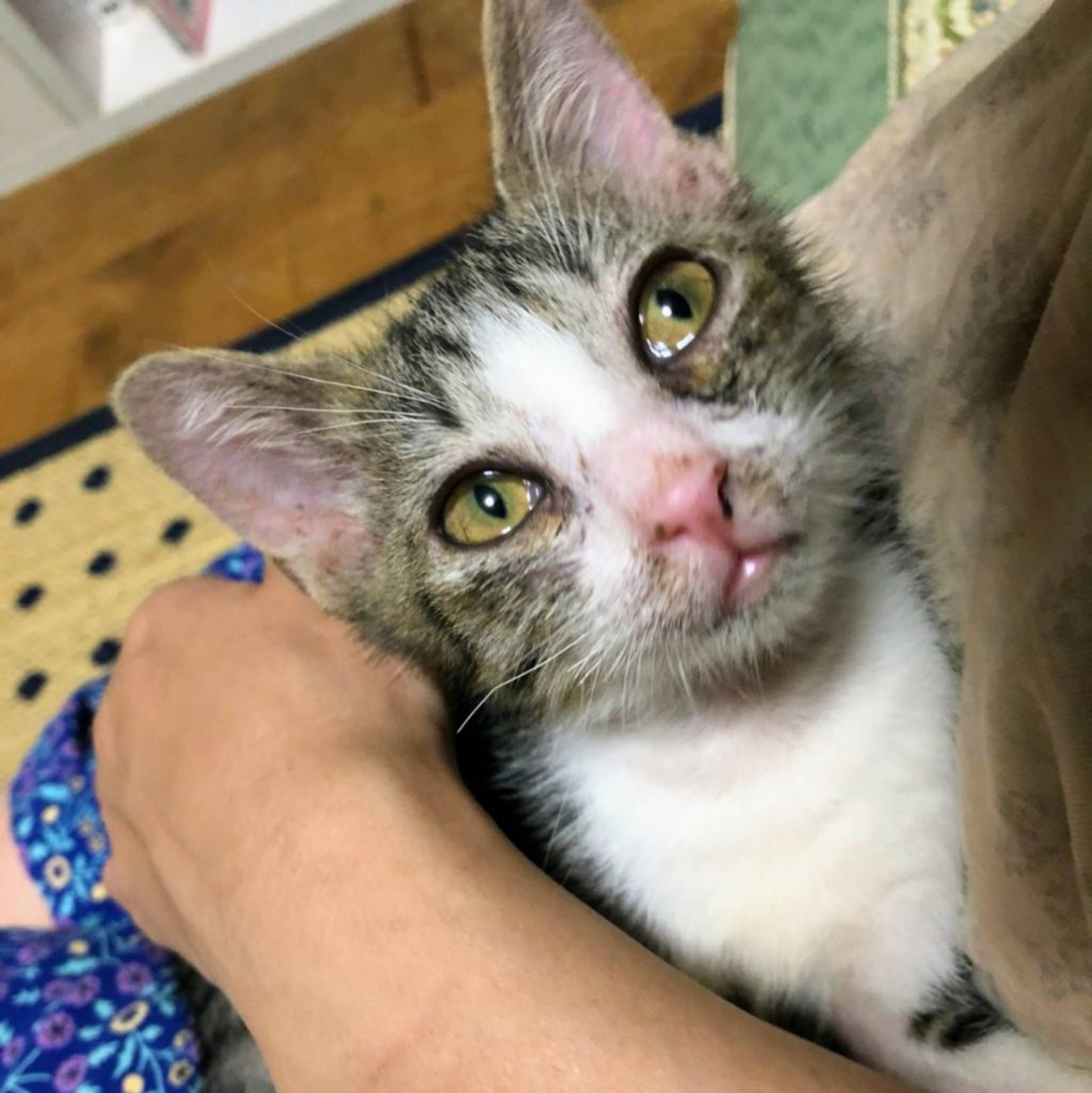 雑種（ミックス猫）・メスの里親募集の写真