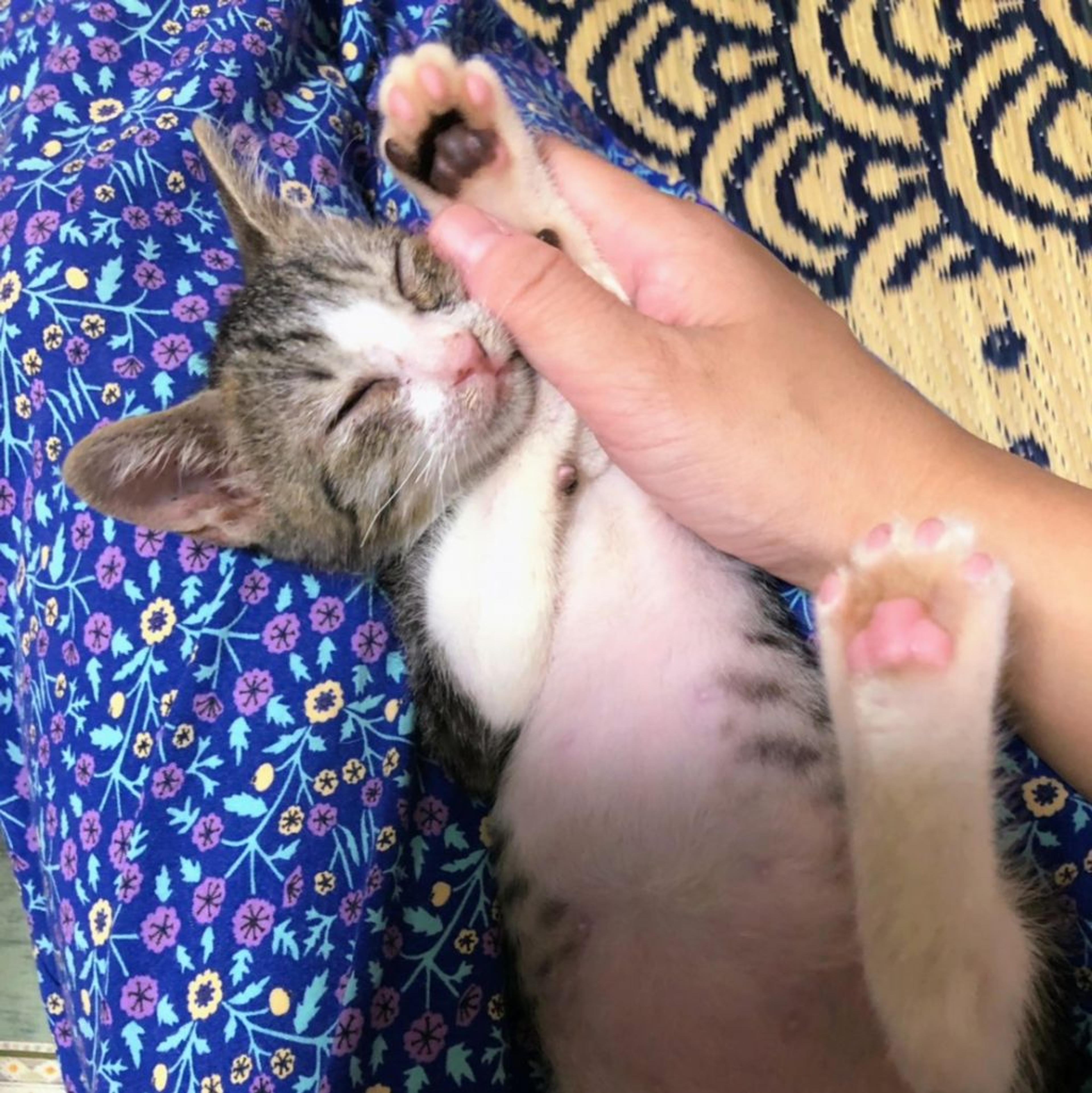 pet-image-2