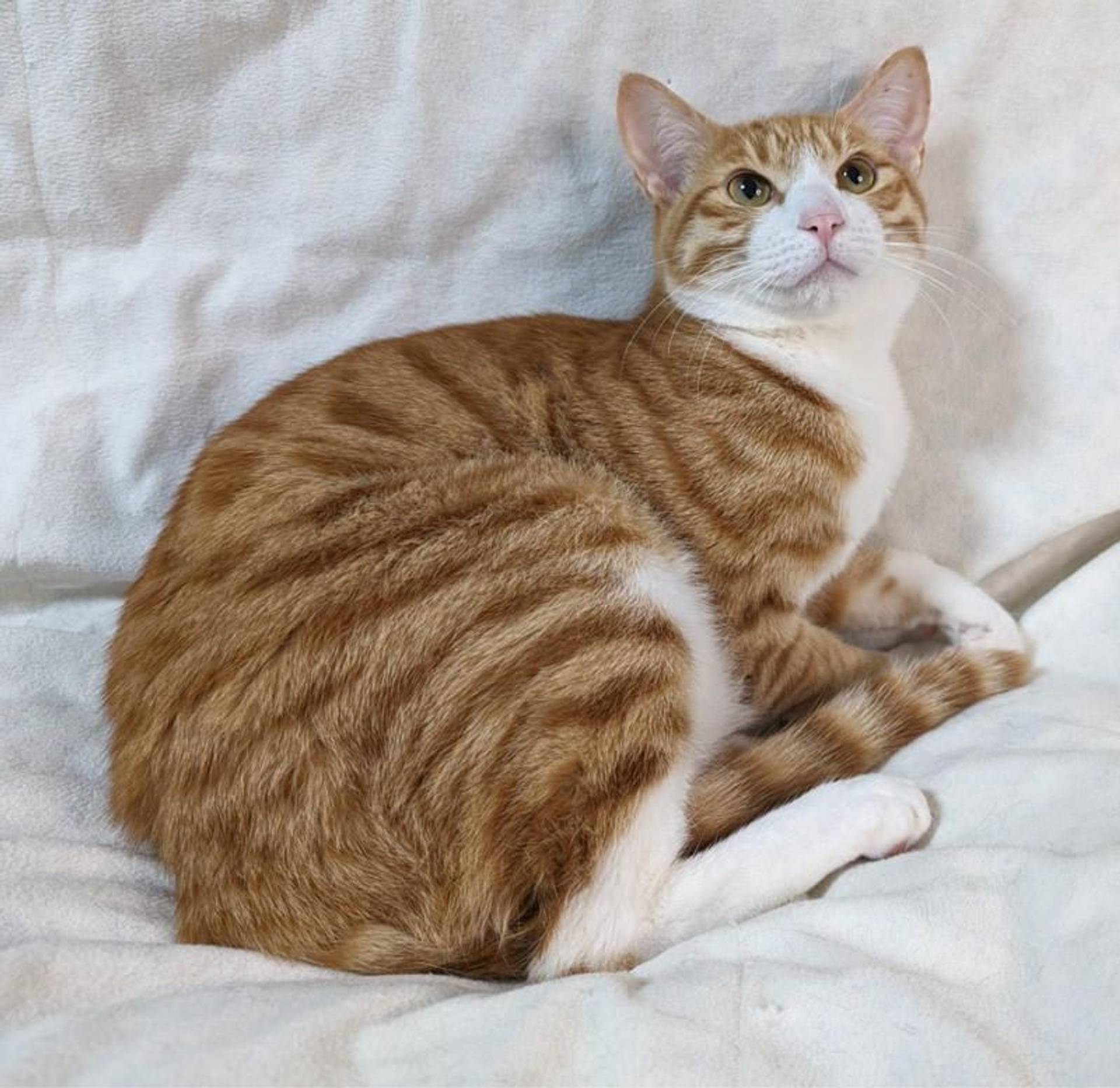 雑種（ミックス猫）・オスの里親募集の写真