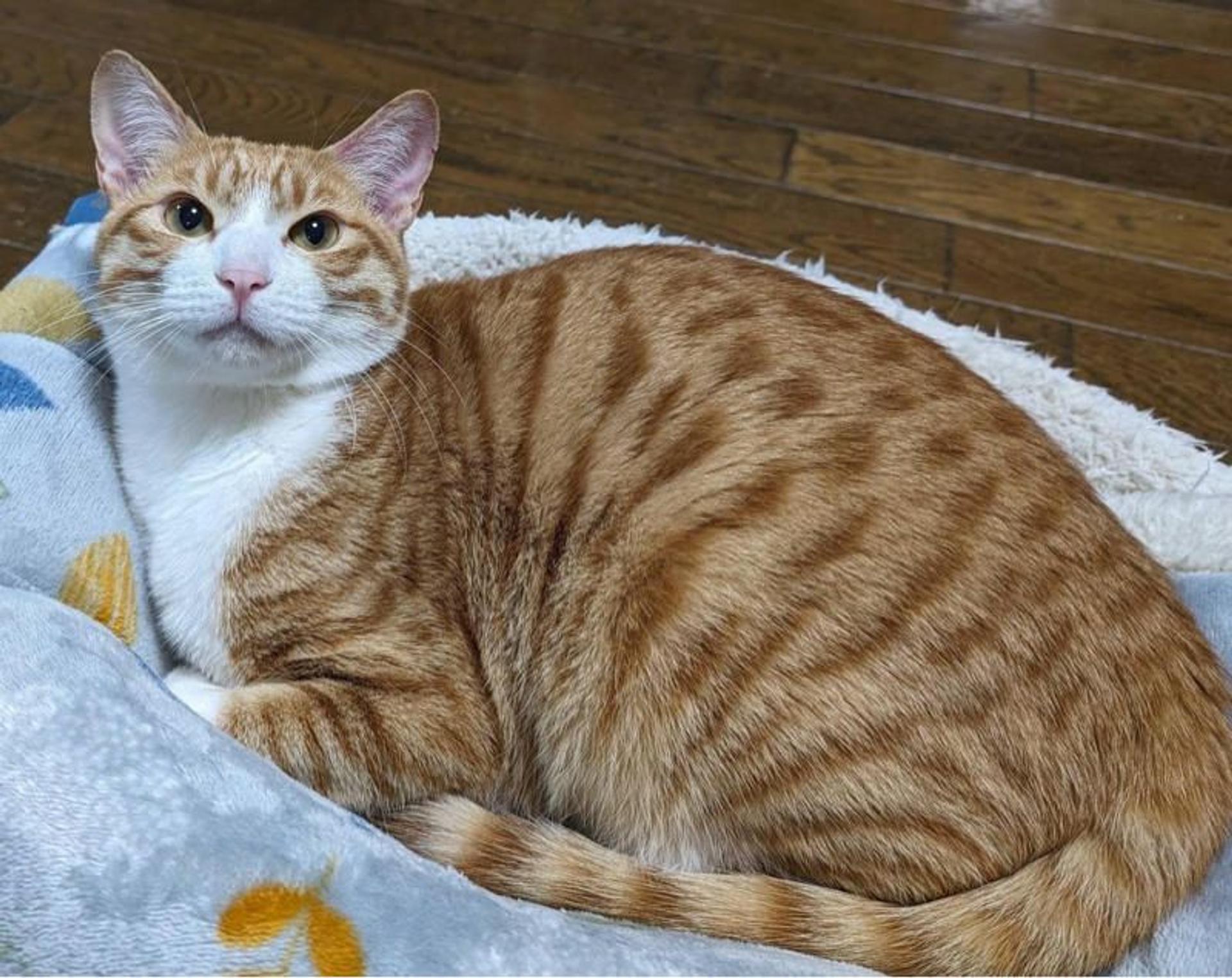 pet-image-3