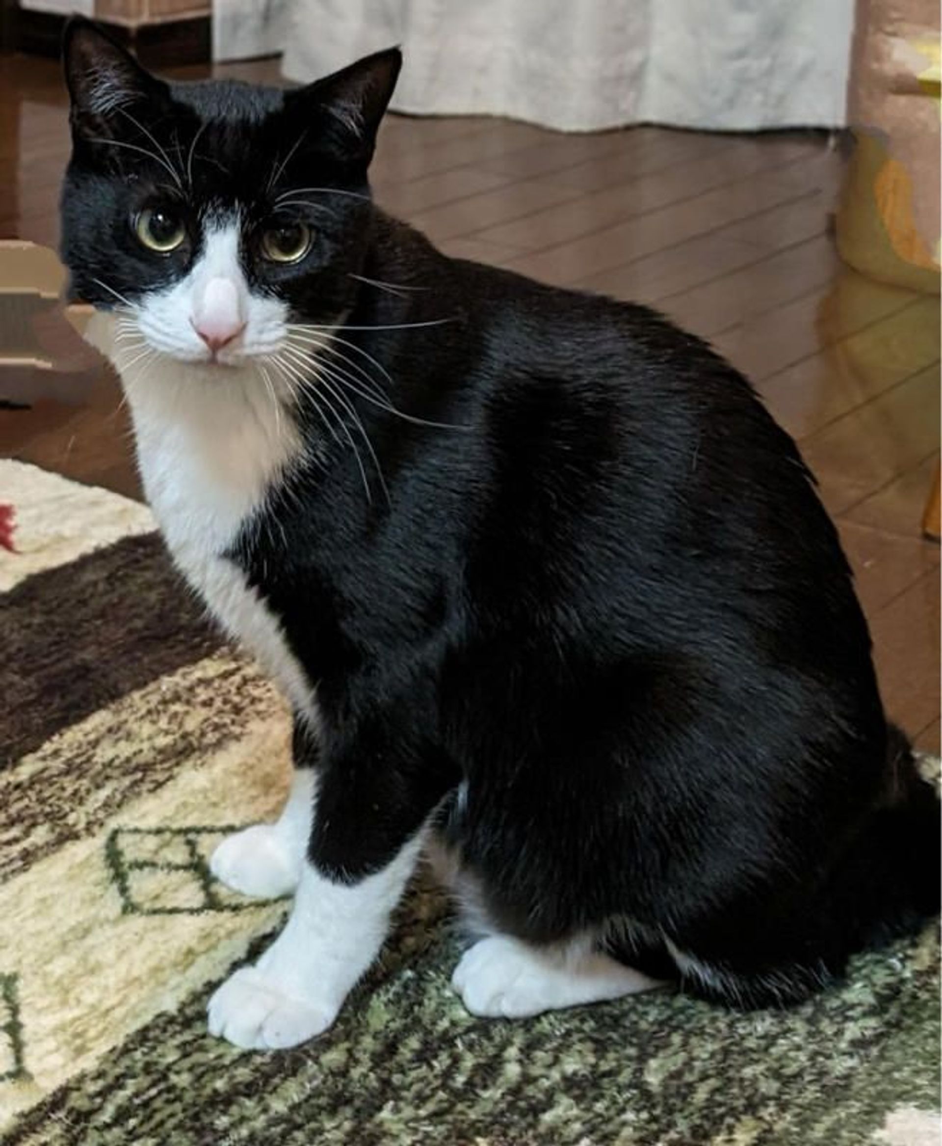雑種（ミックス猫）・オスの里親募集の写真