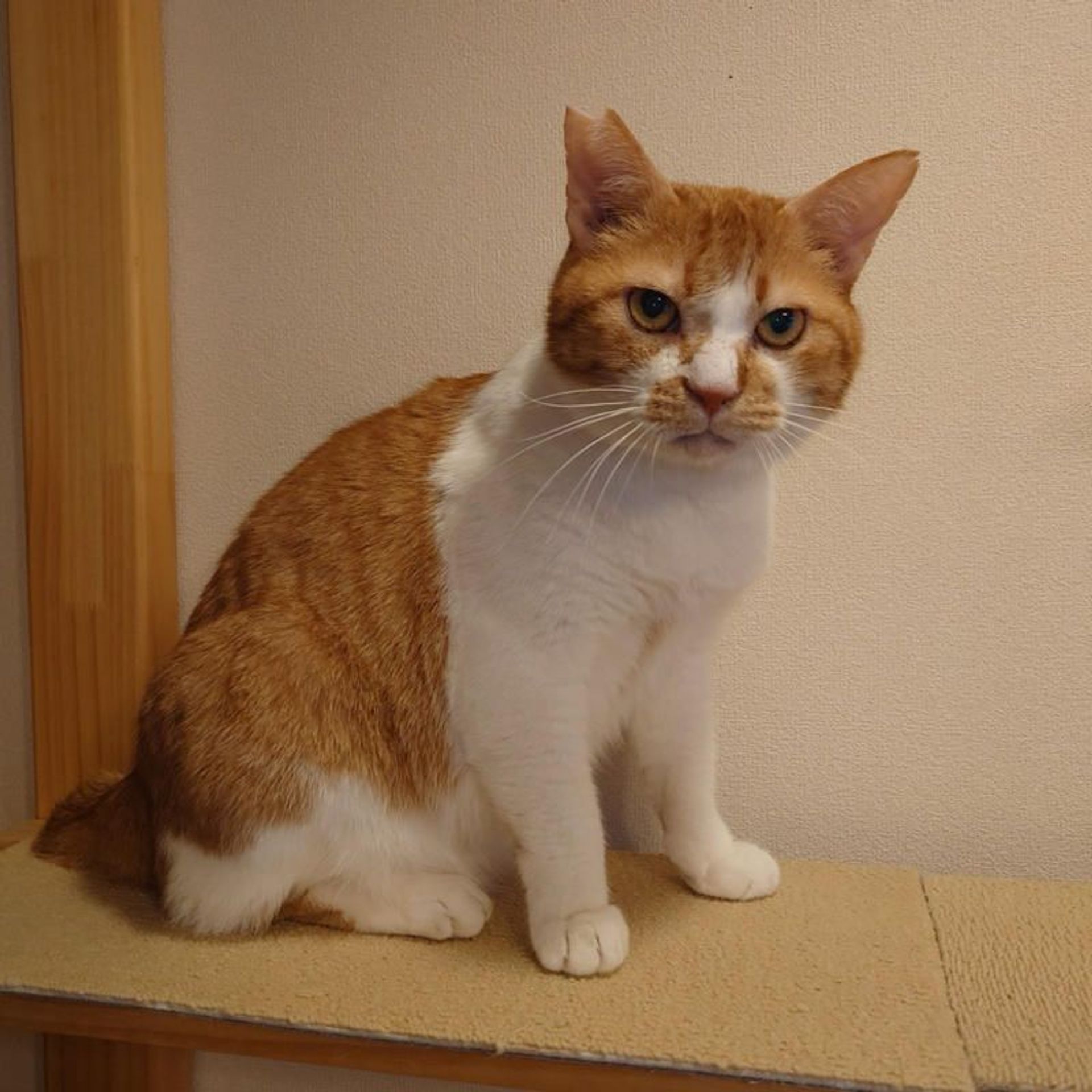 雑種（ミックス猫）・オスの里親募集の写真