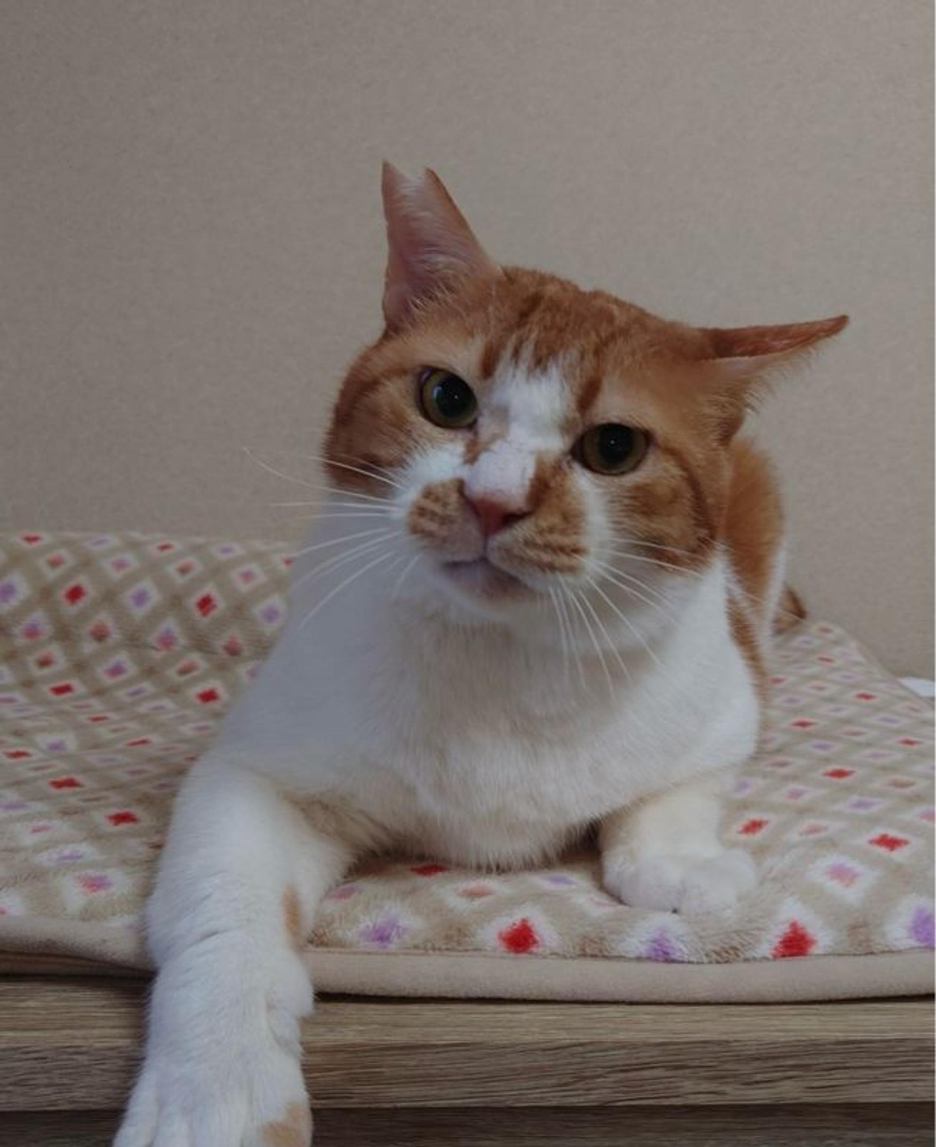 pet-image-3
