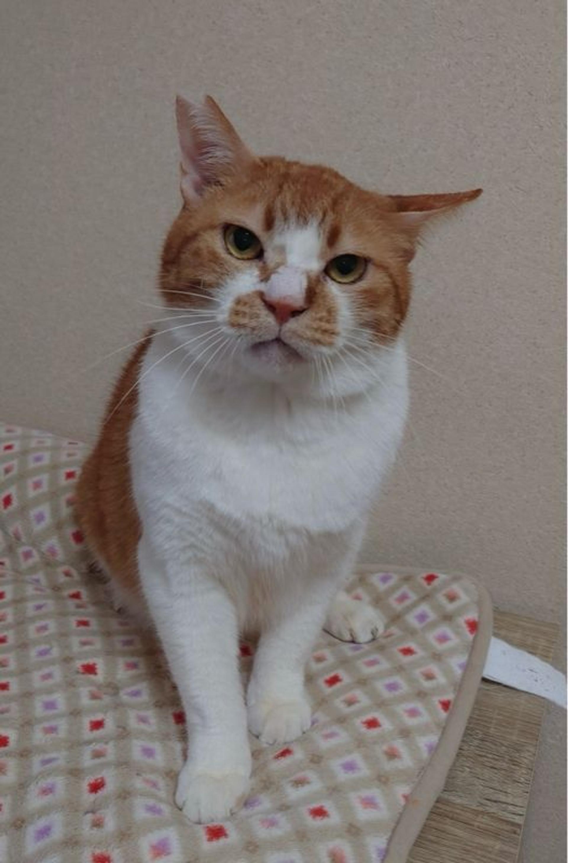 pet-image-4