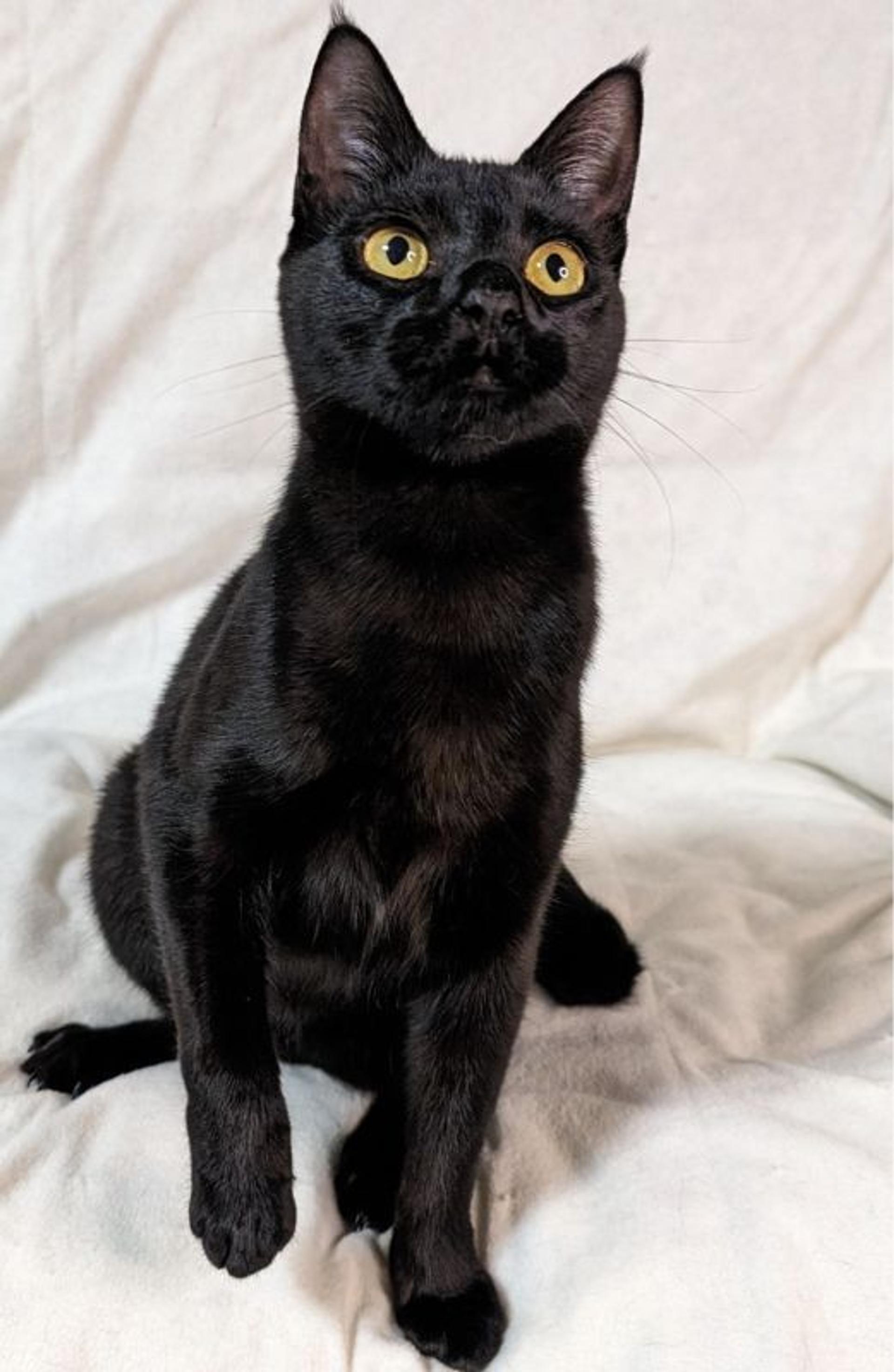 pet-image-3
