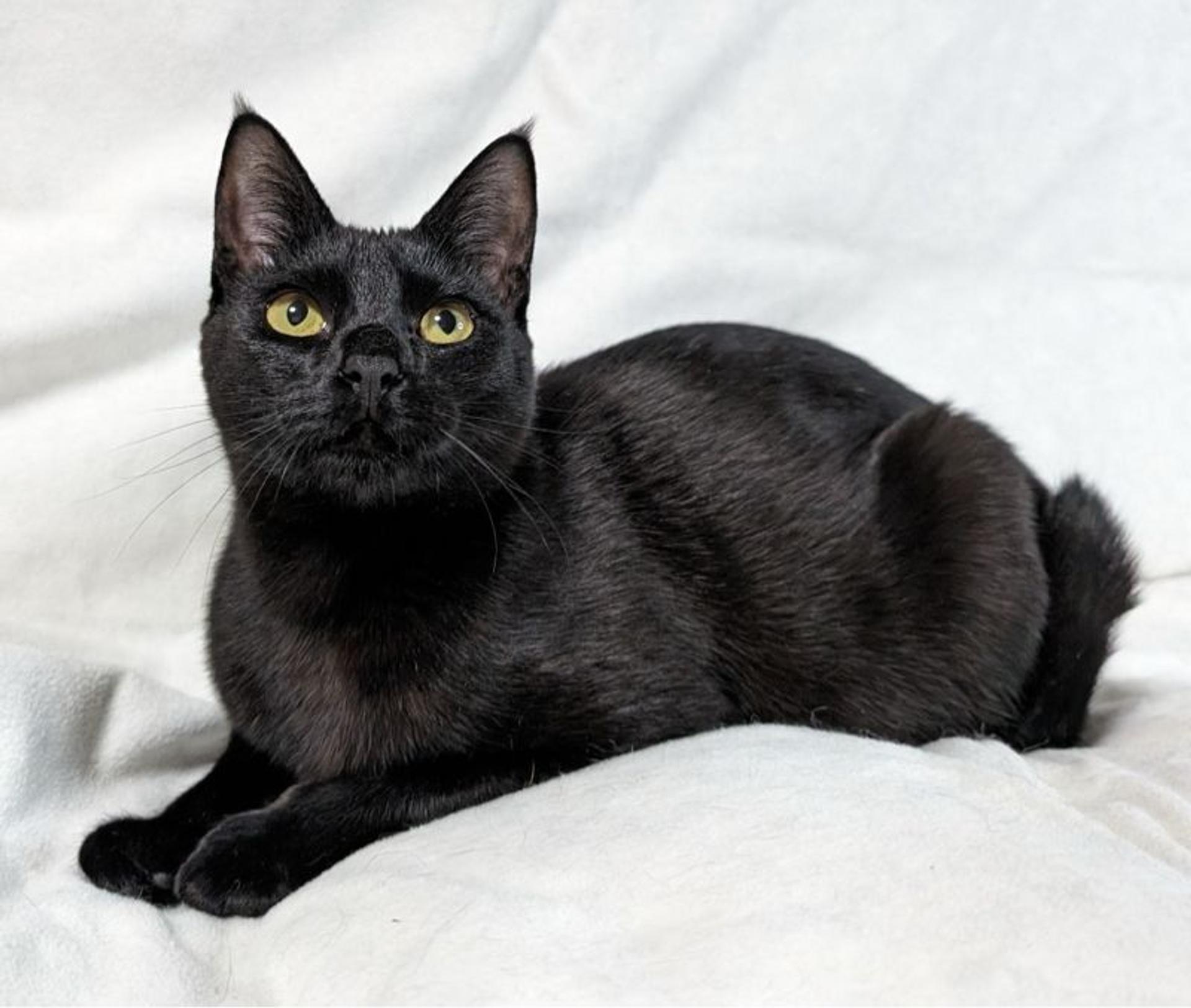 pet-image-4