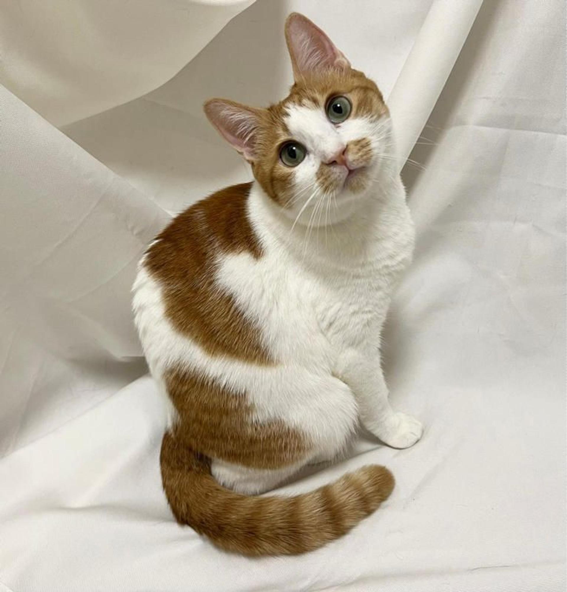 pet-image-3
