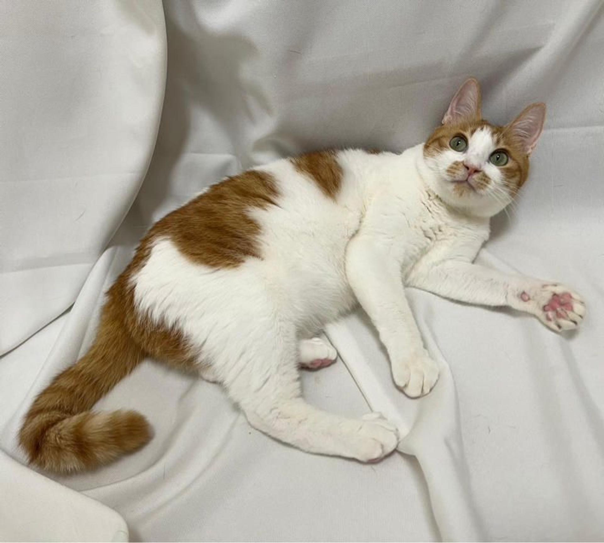 pet-image-4