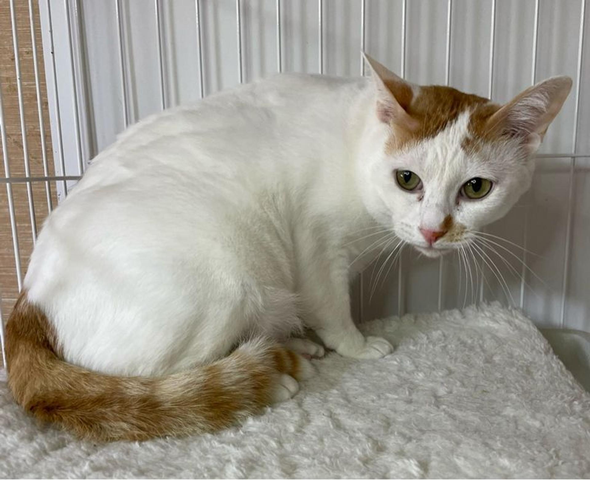 pet-image-5
