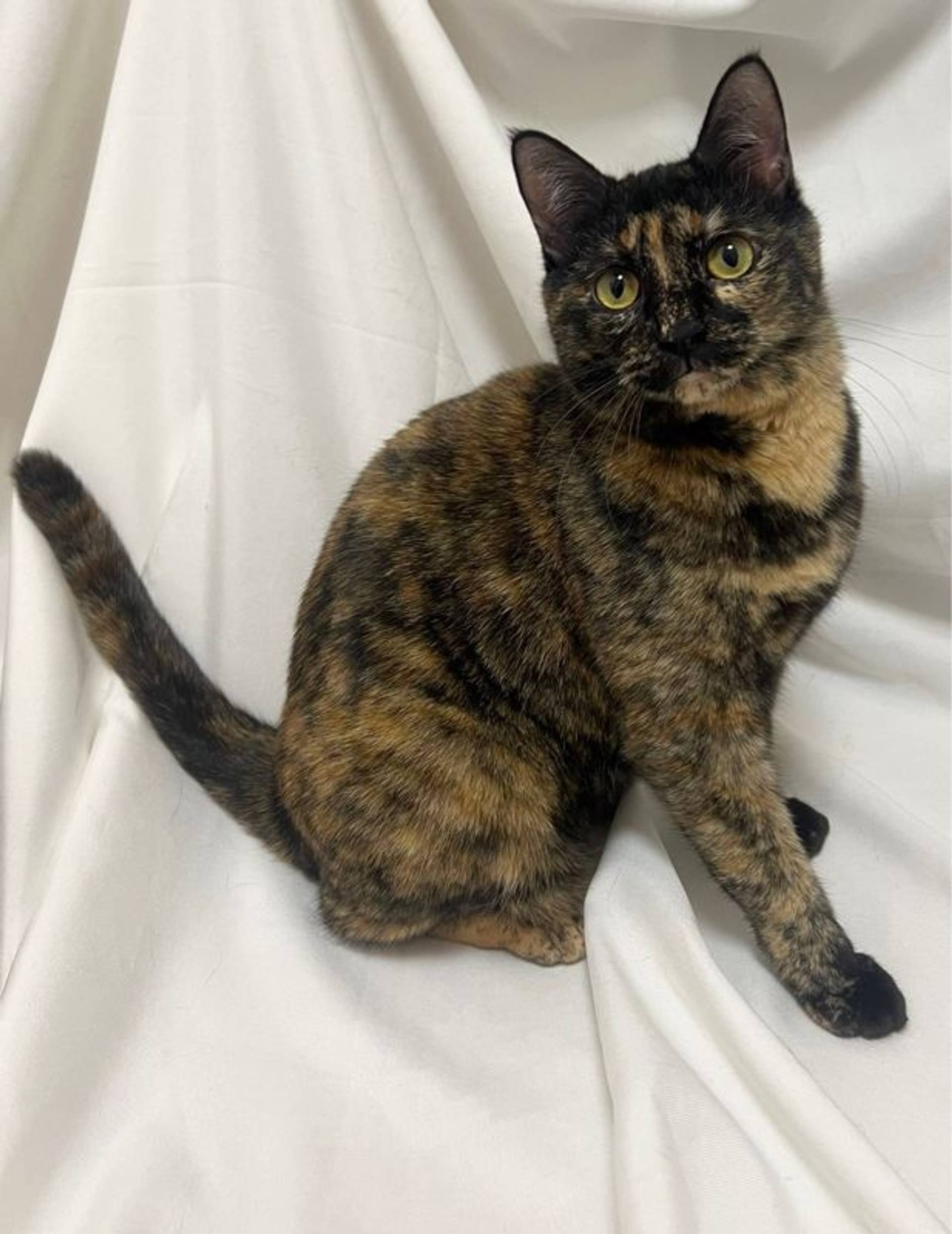 雑種（ミックス猫）・メスの里親募集の写真