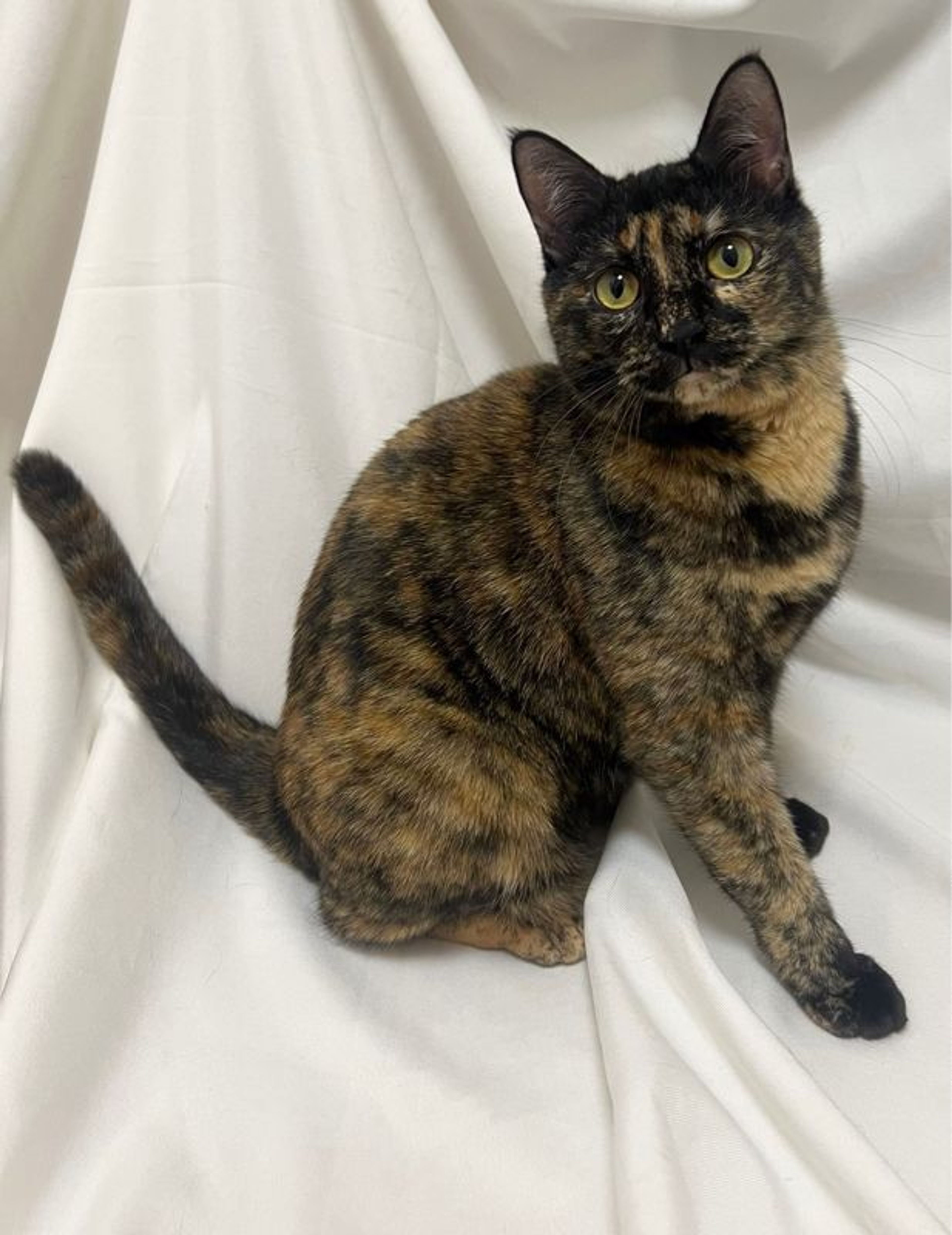 雑種（ミックス猫）・メスの里親募集の写真