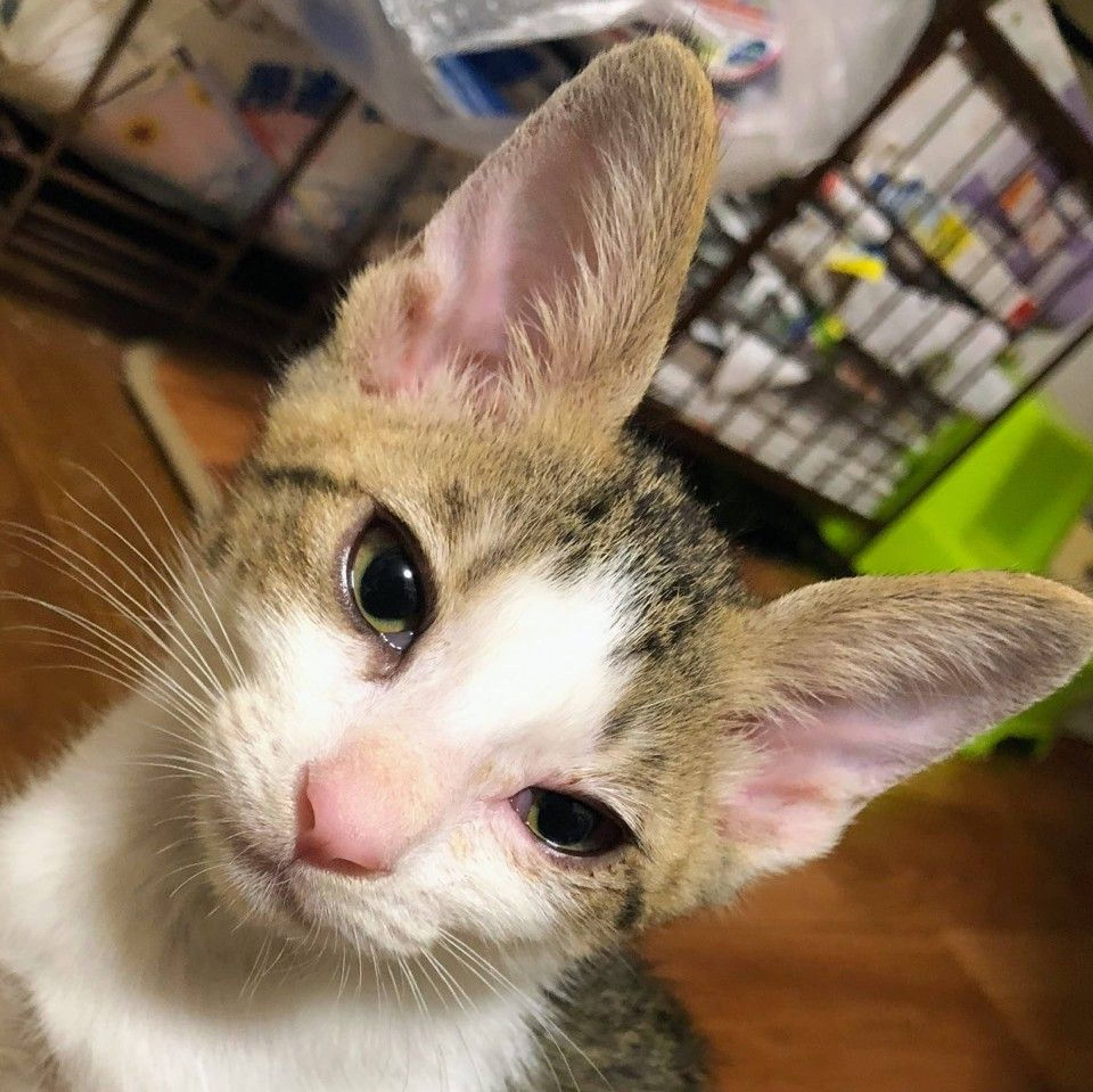 雑種（ミックス猫）・メスの里親募集の写真