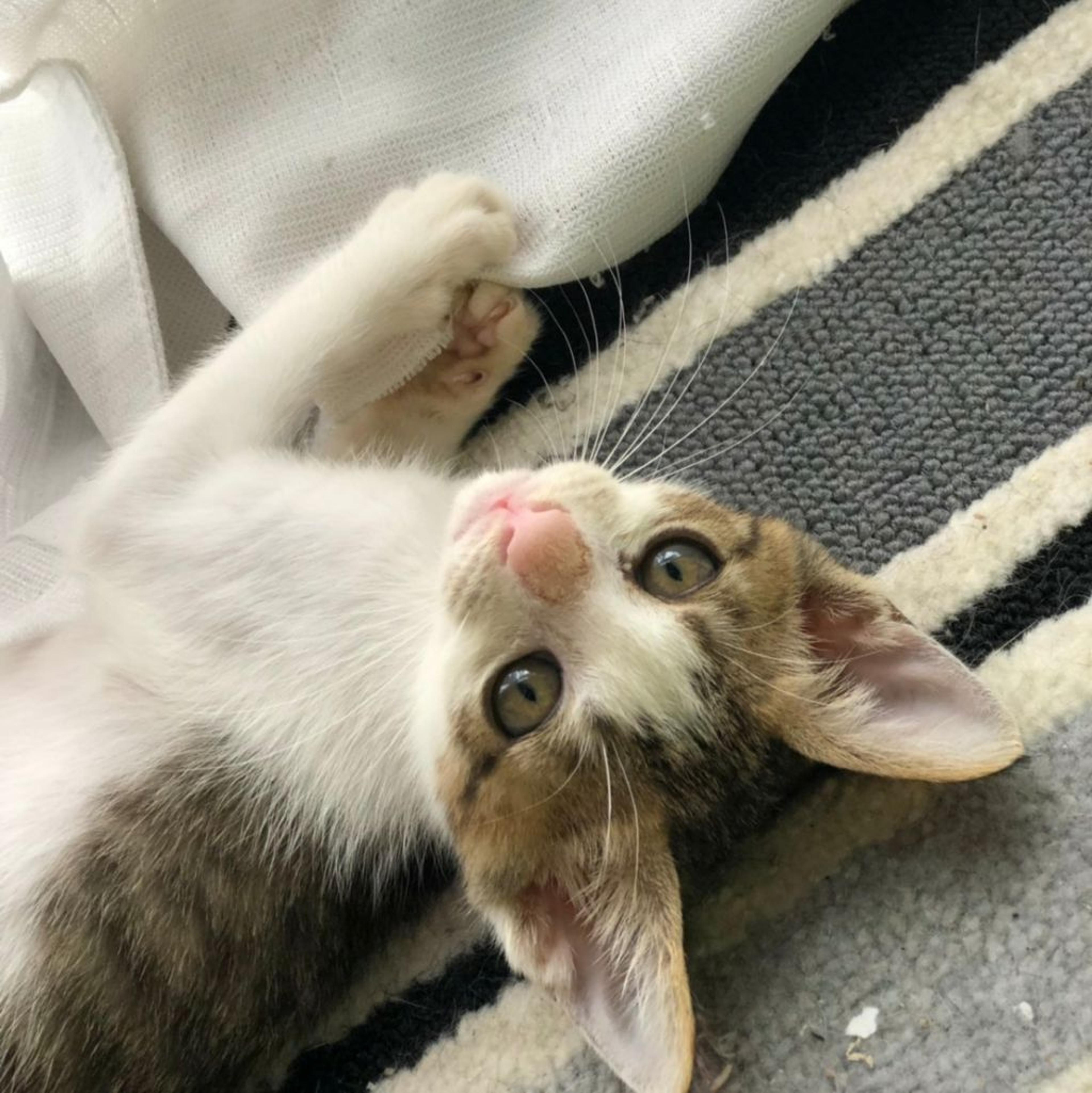 pet-image-2