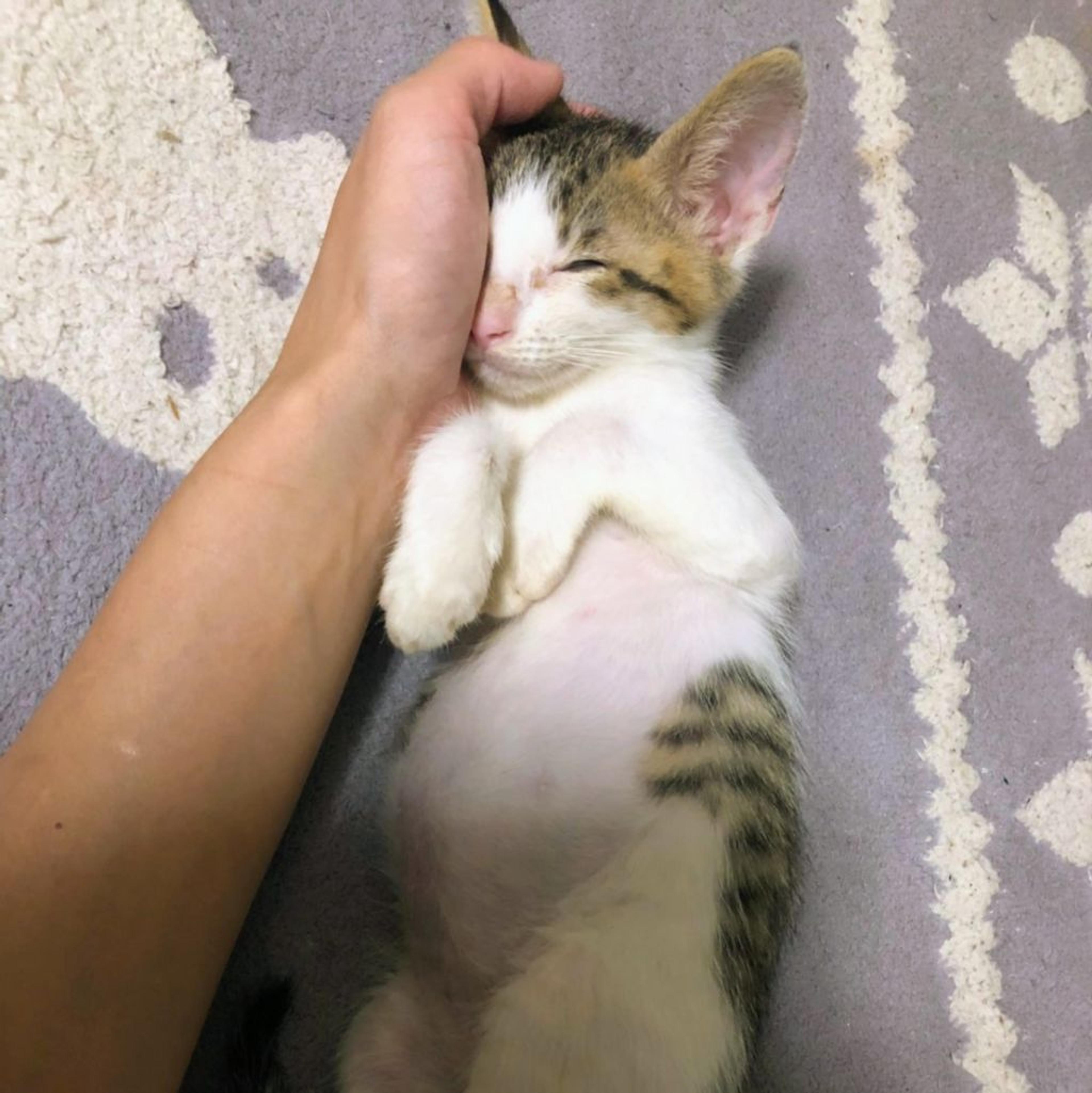 pet-image-3
