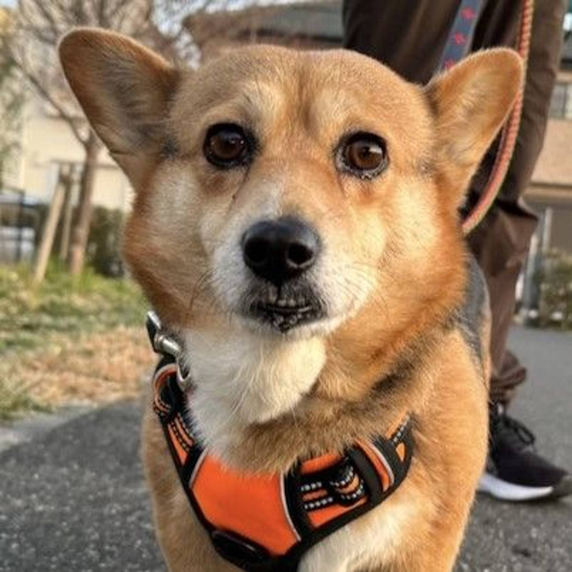 雑種（ミックス犬）・メスの里親募集の写真