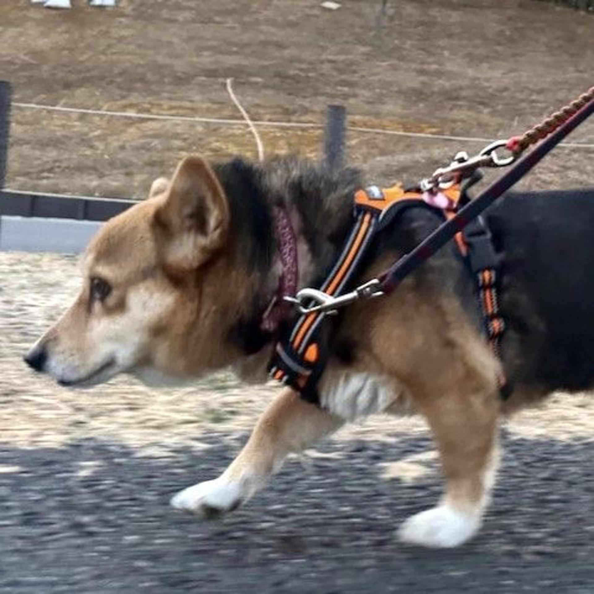 pet-image-3