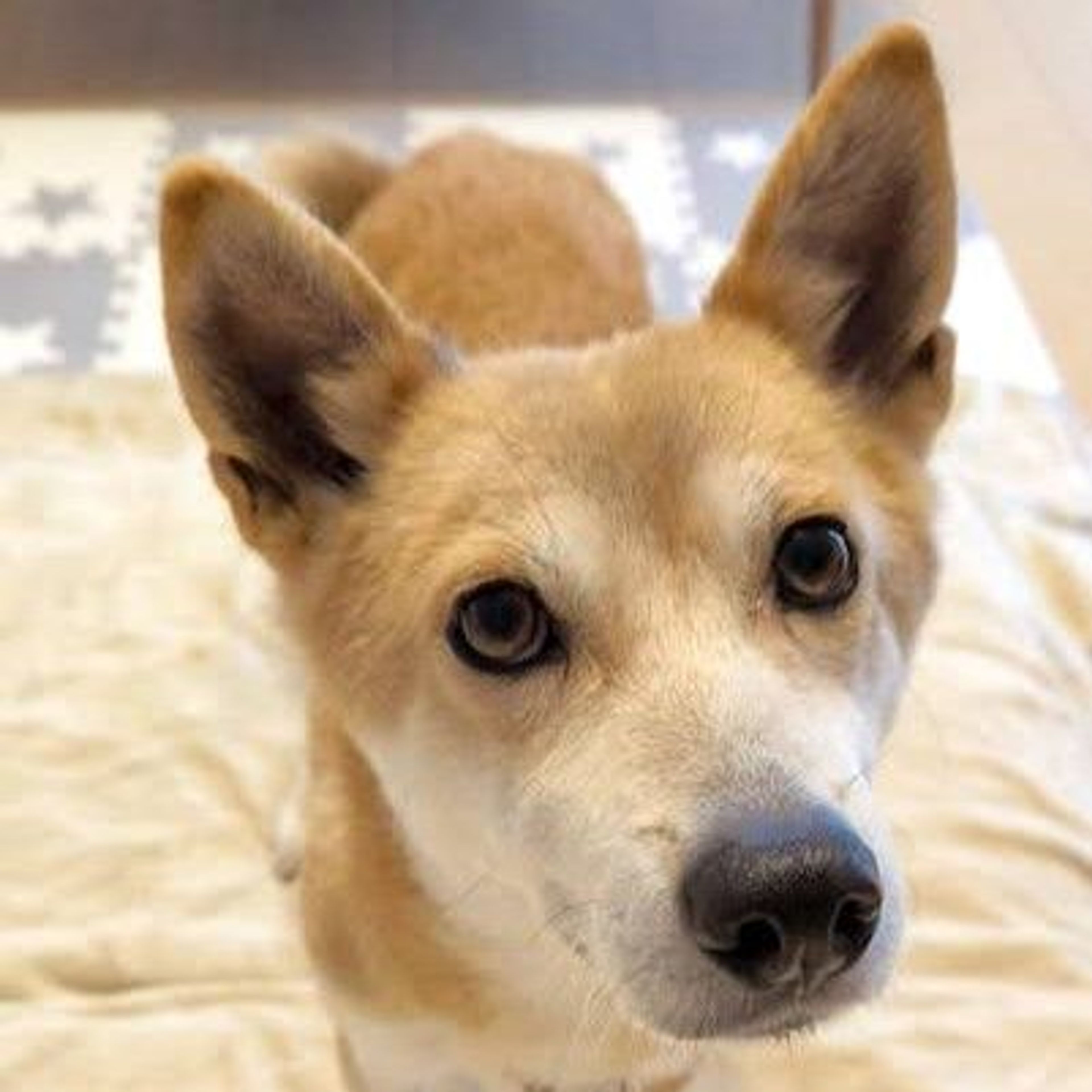 雑種（ミックス犬）・メスの里親募集の写真