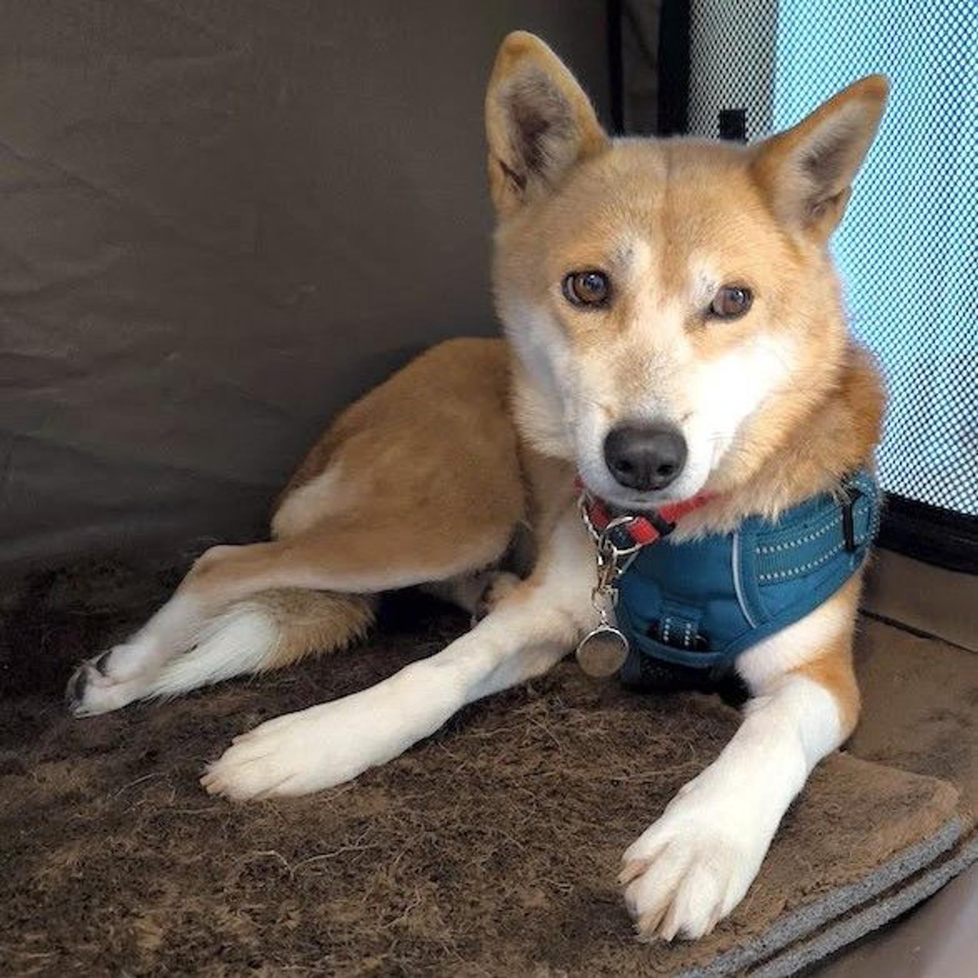 pet-image-2