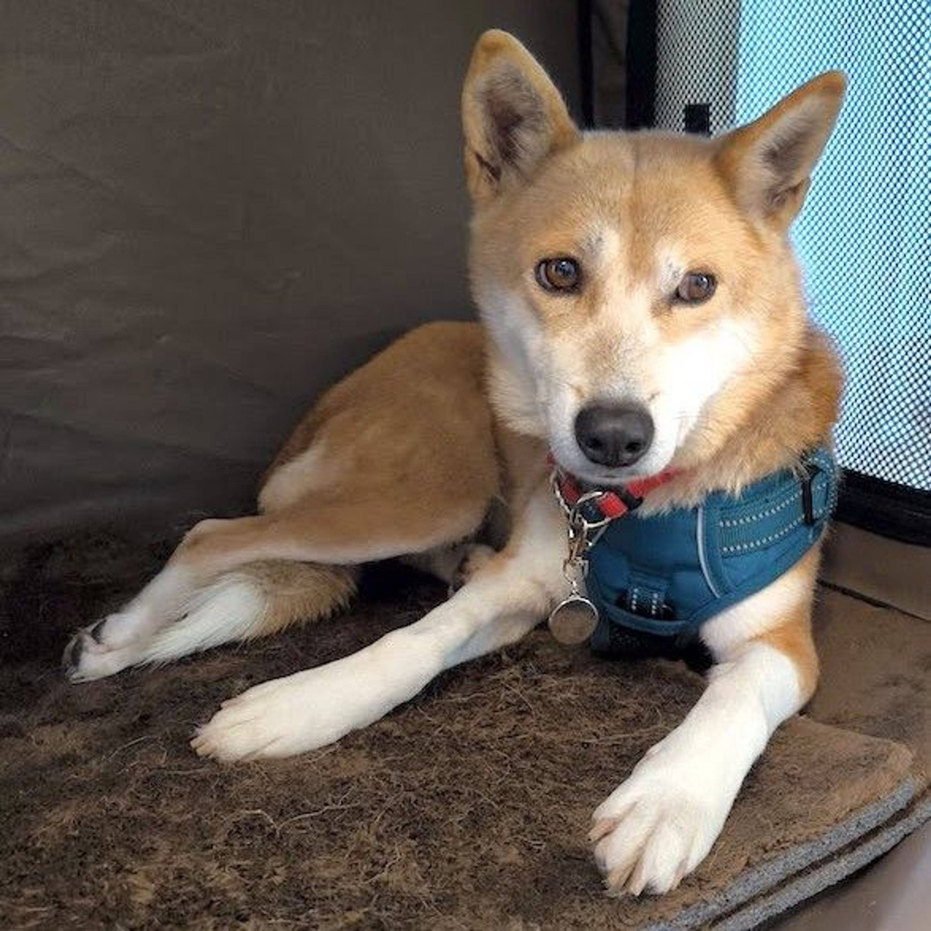 pet-image-2