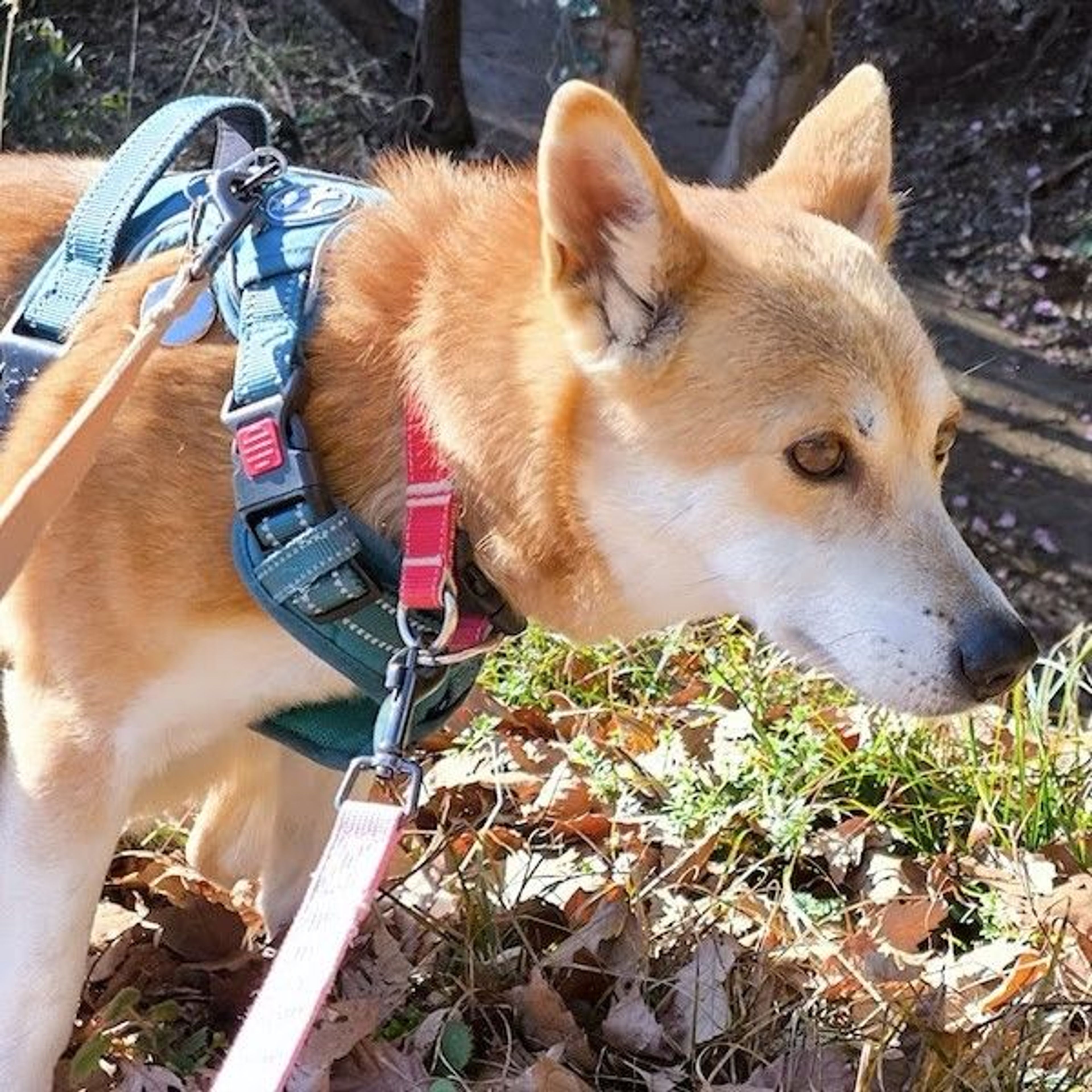 pet-image-4
