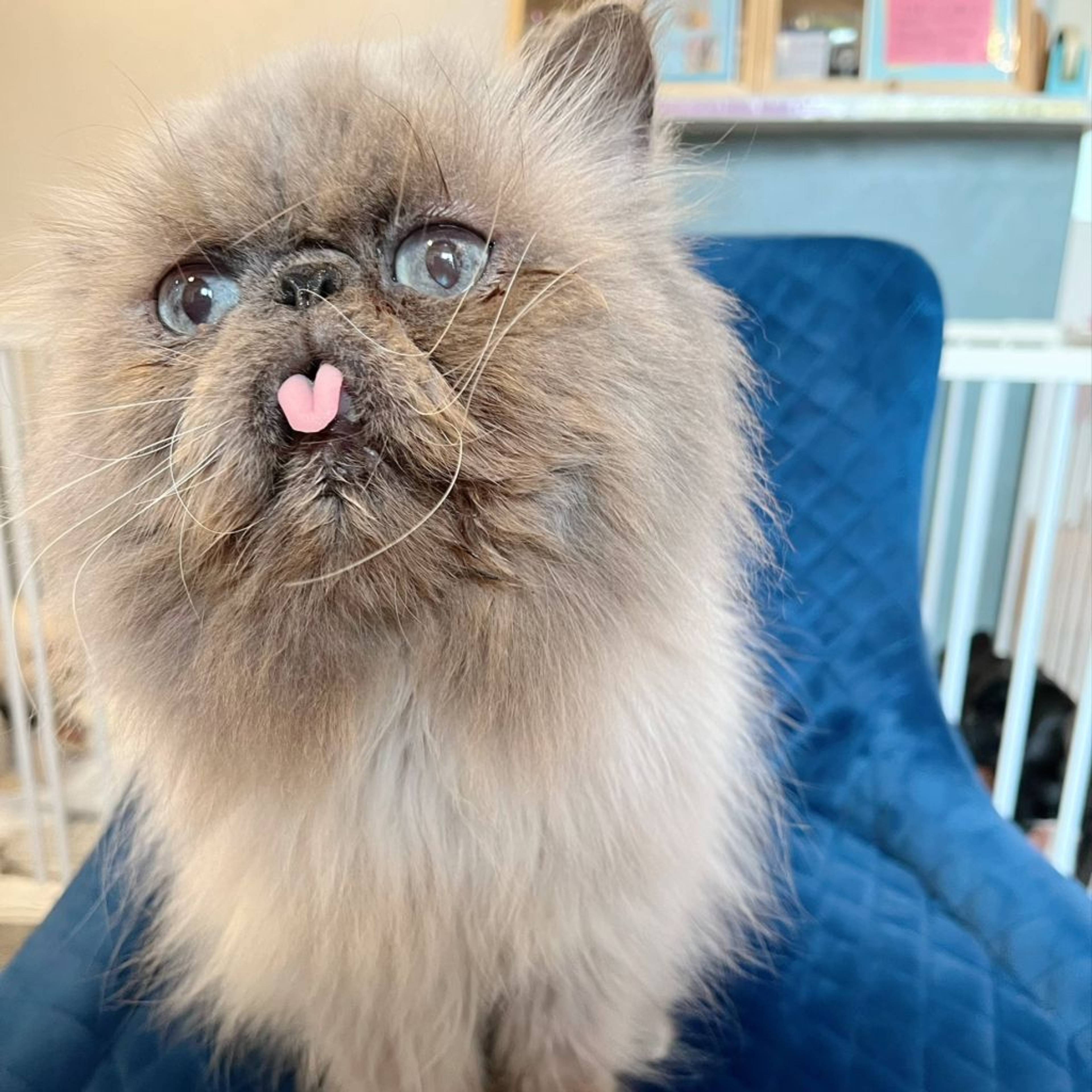 エキゾチックショートヘア・オスの里親募集の写真