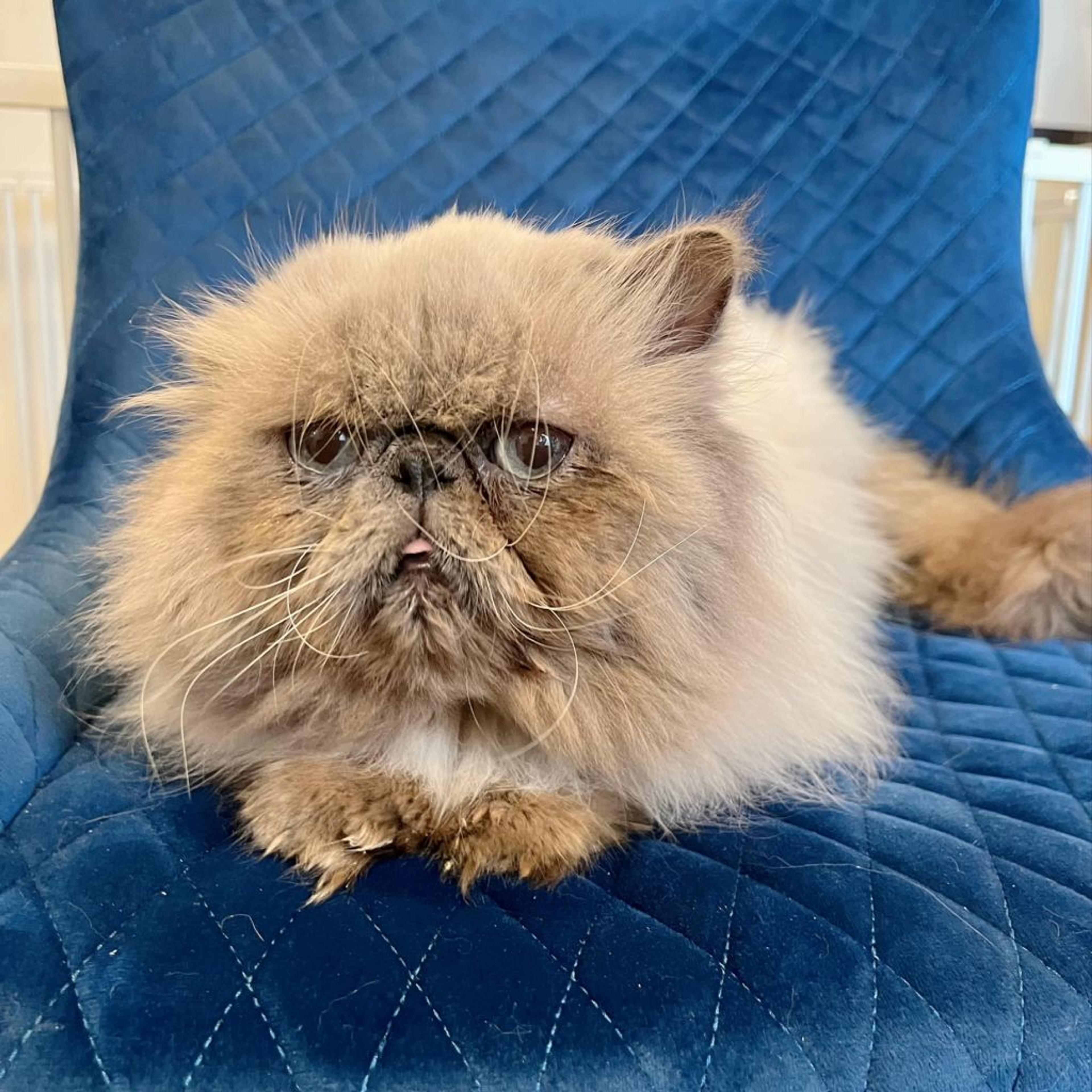 pet-image-3