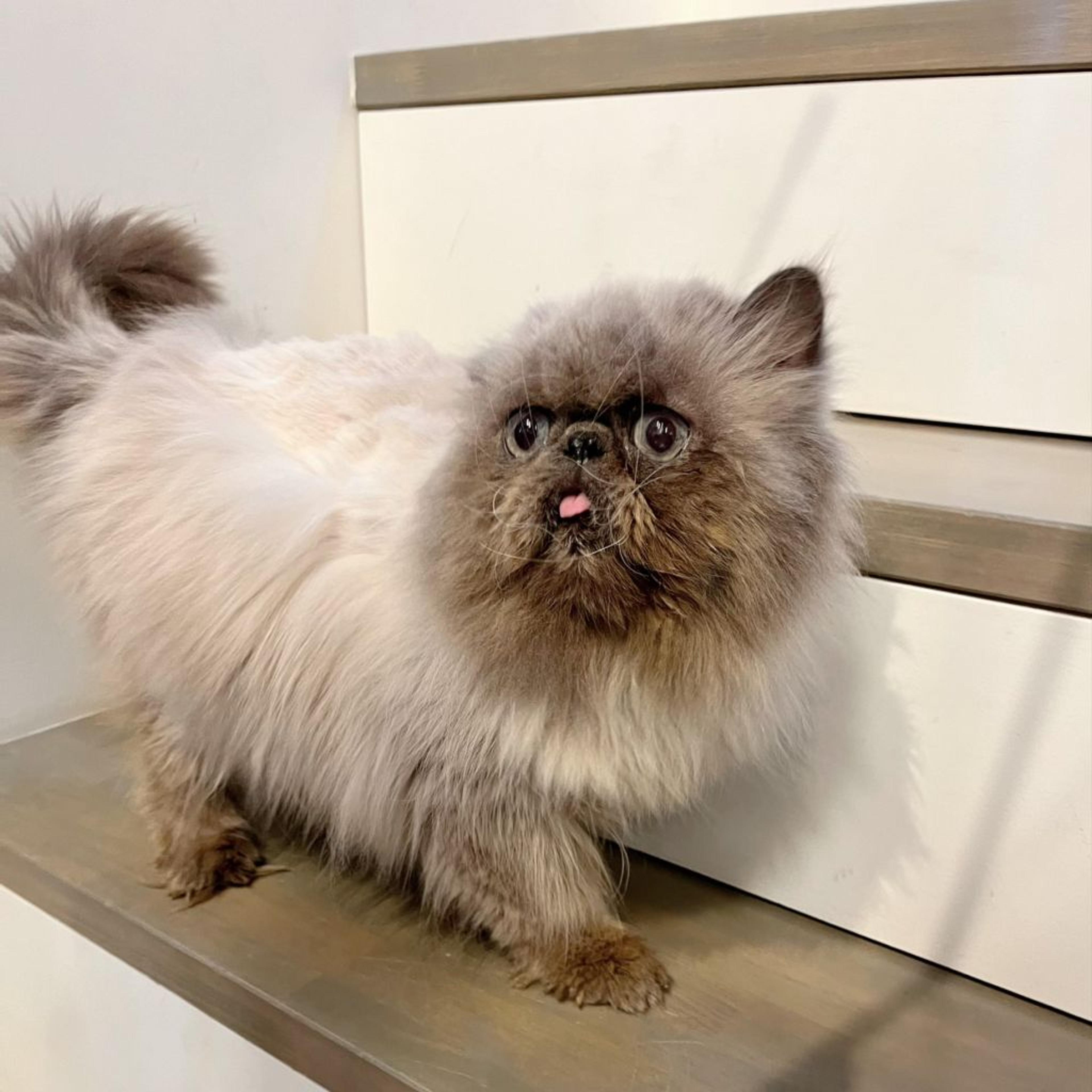 pet-image-4