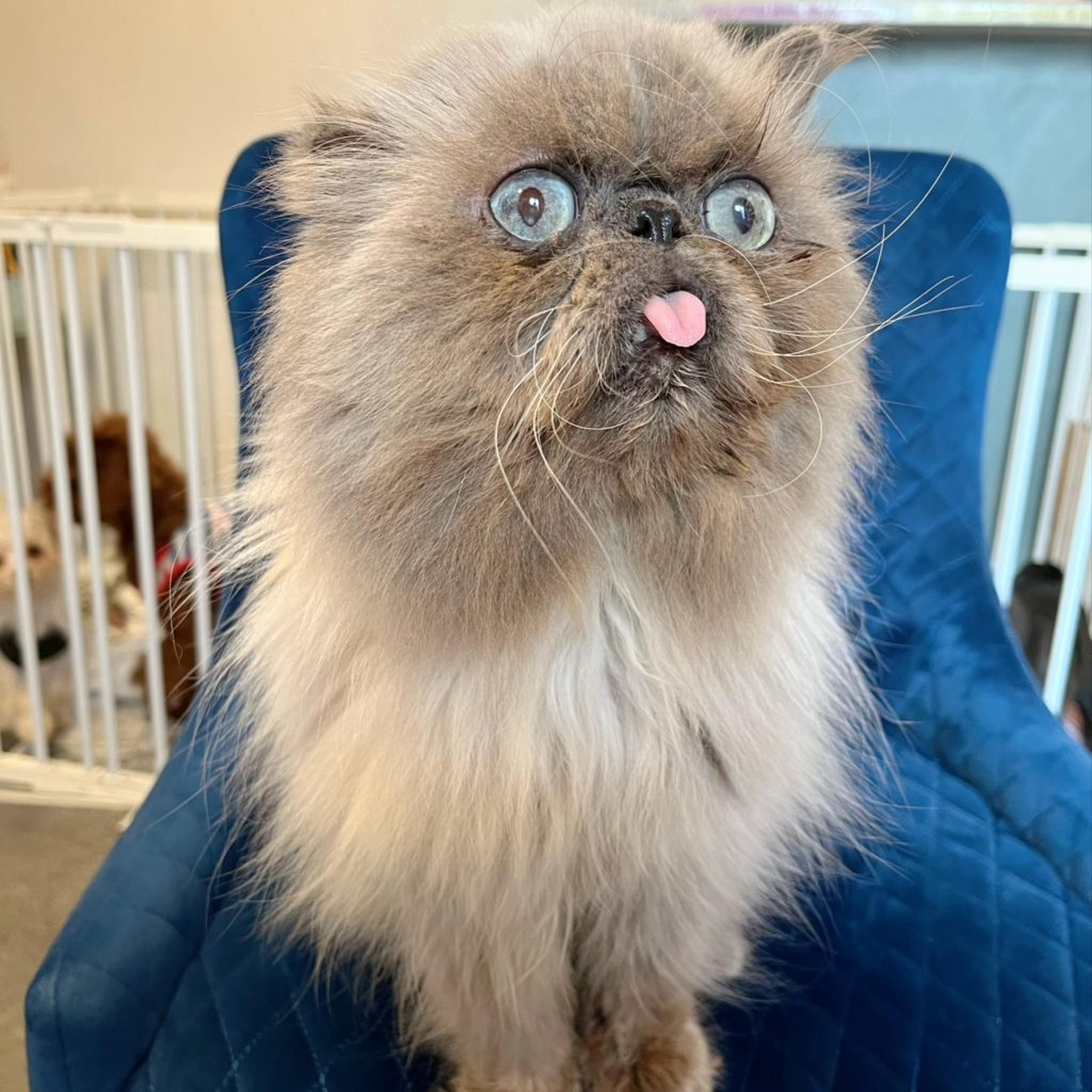 pet-image-6