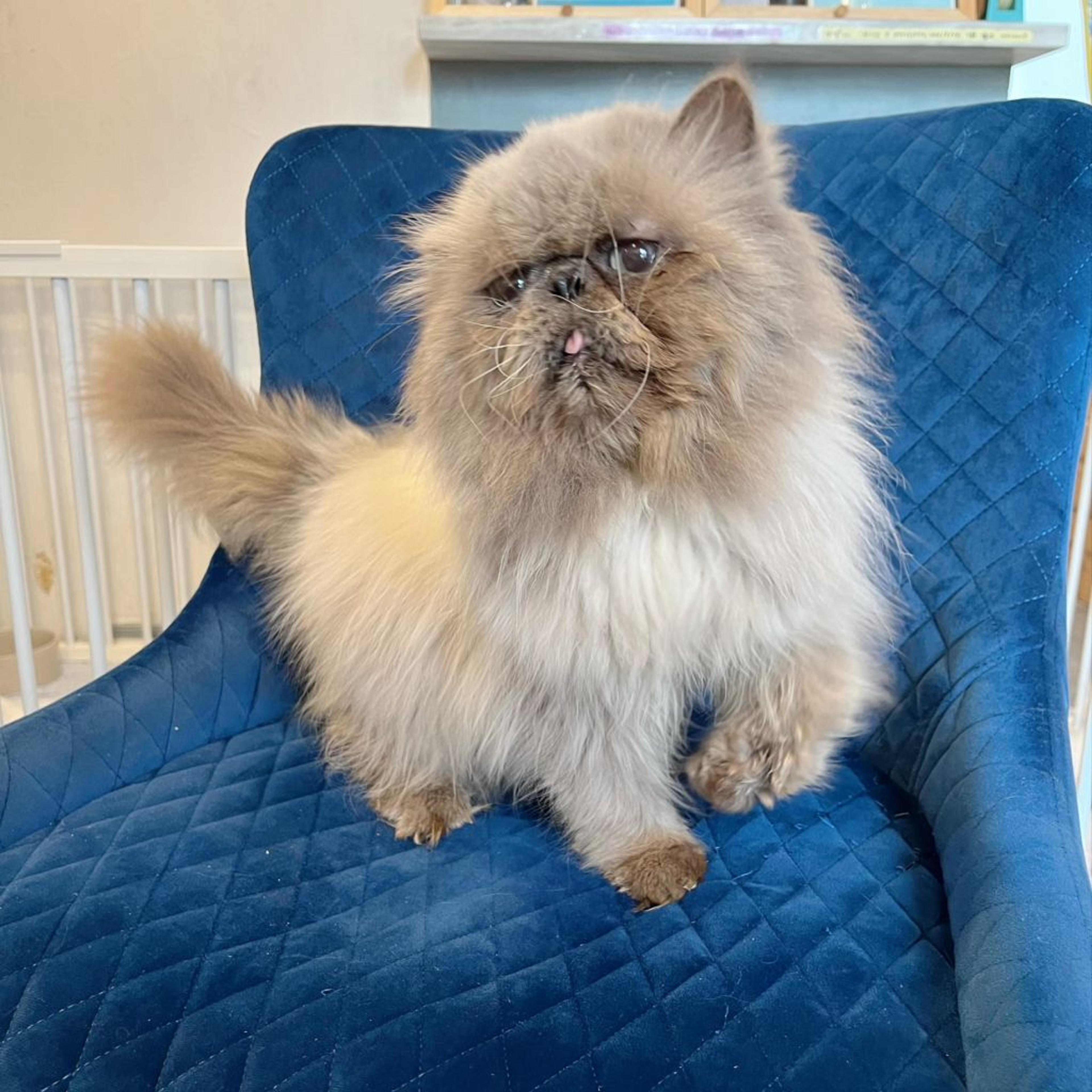 pet-image-7