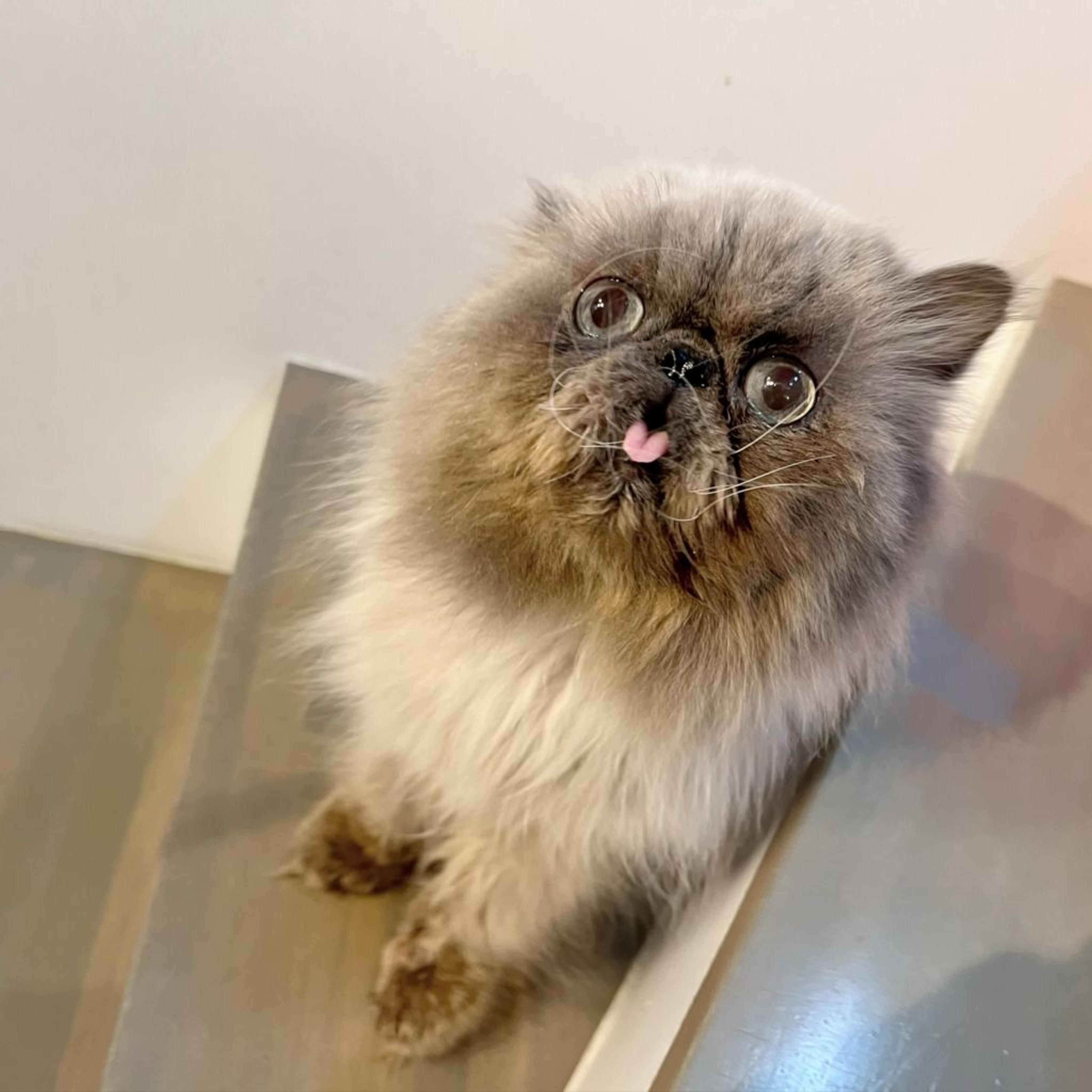 pet-image-8