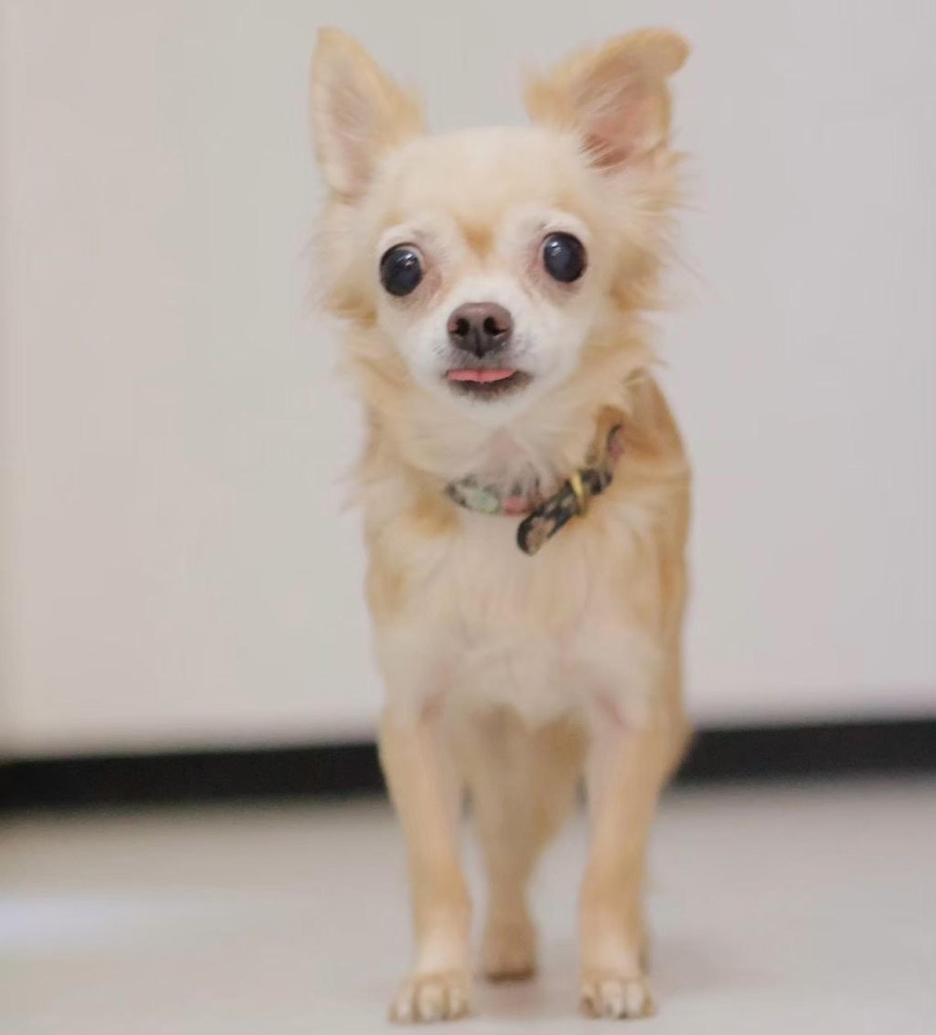 pet-image-4