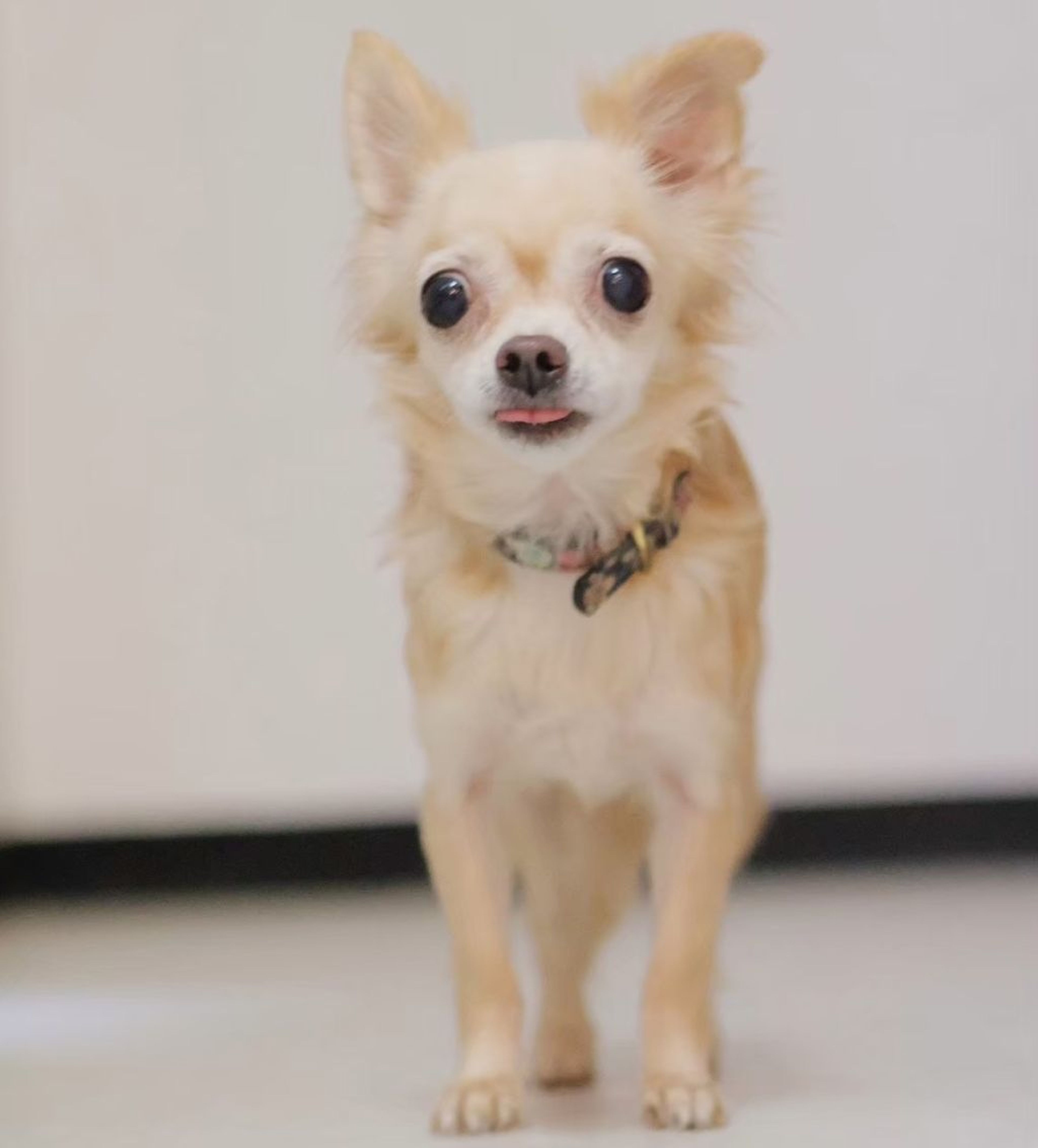 pet-image-4