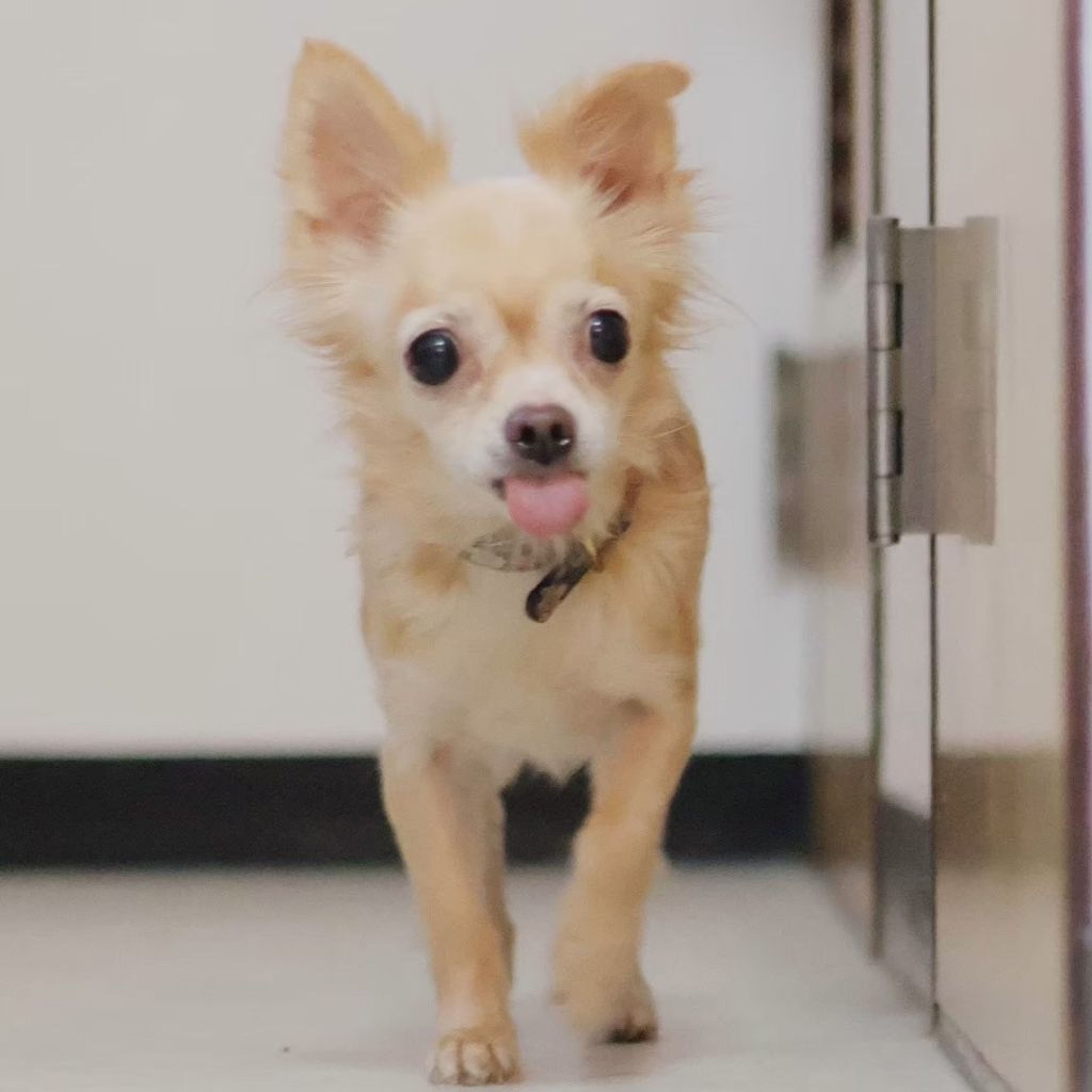 pet-image-5