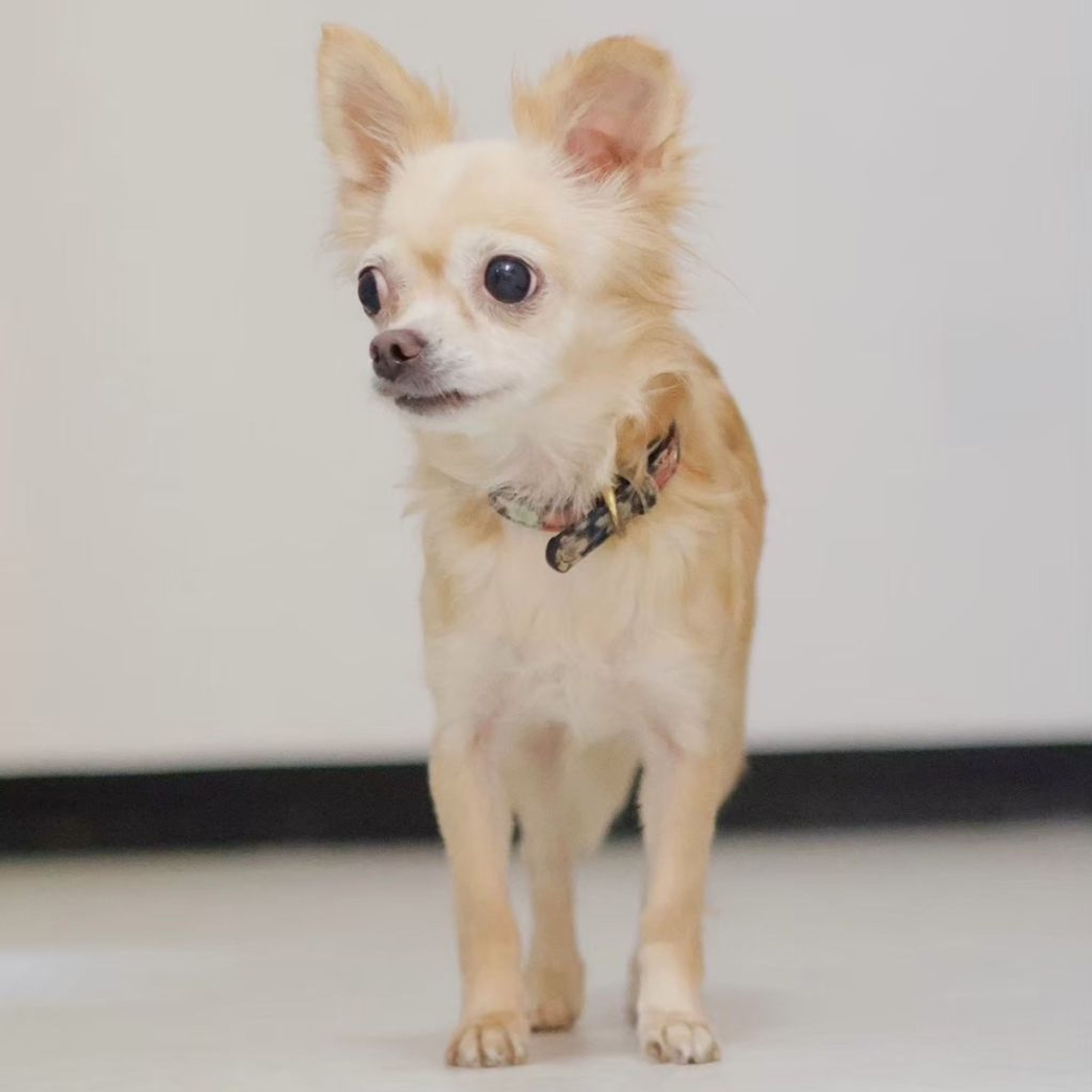 pet-image-6