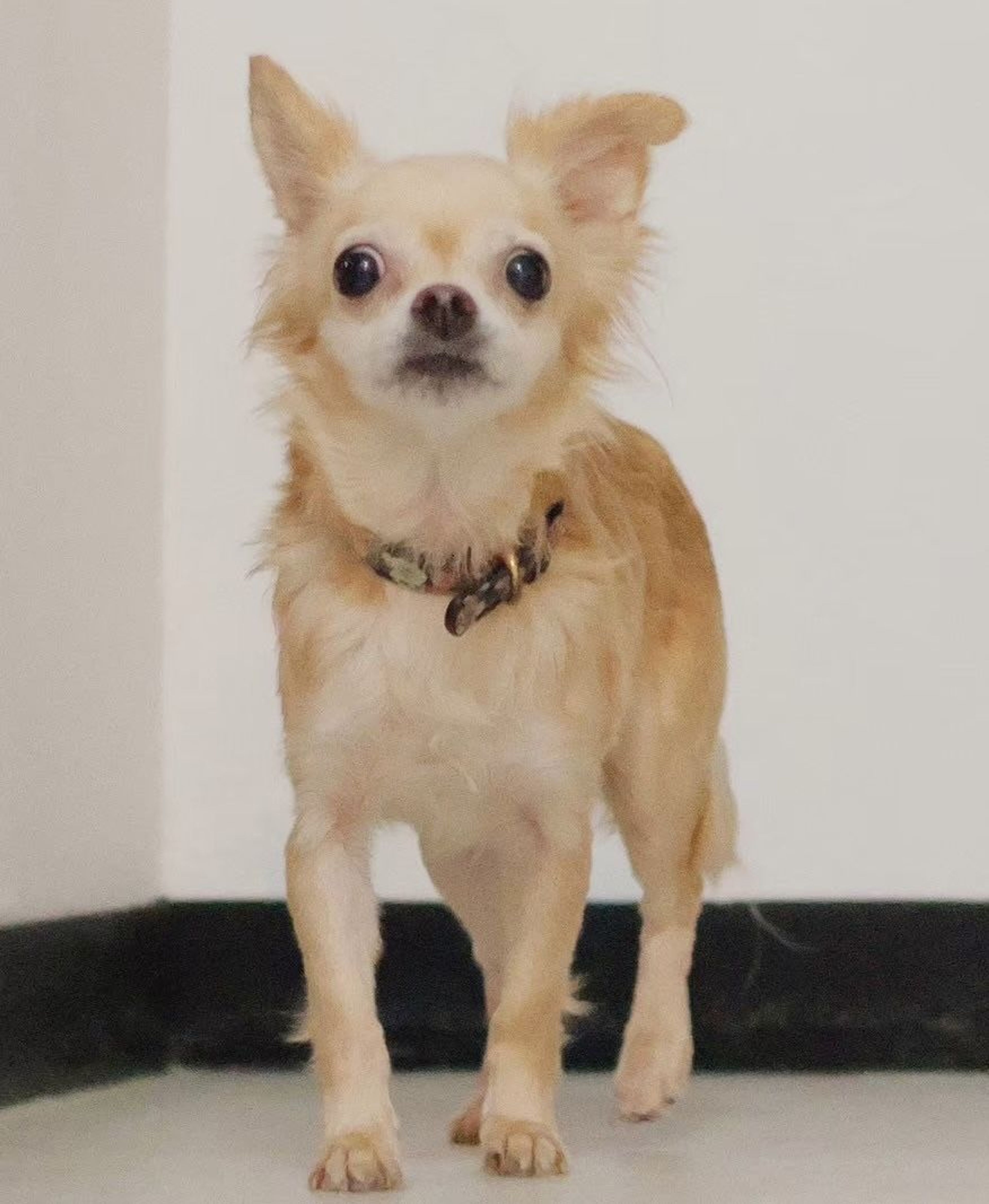 pet-image-7