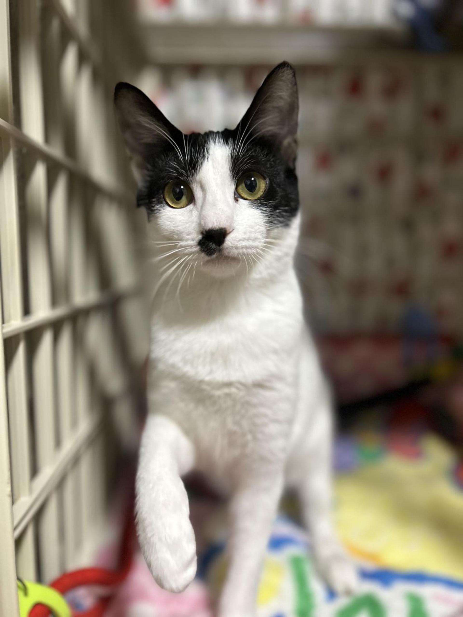 pet-image-5