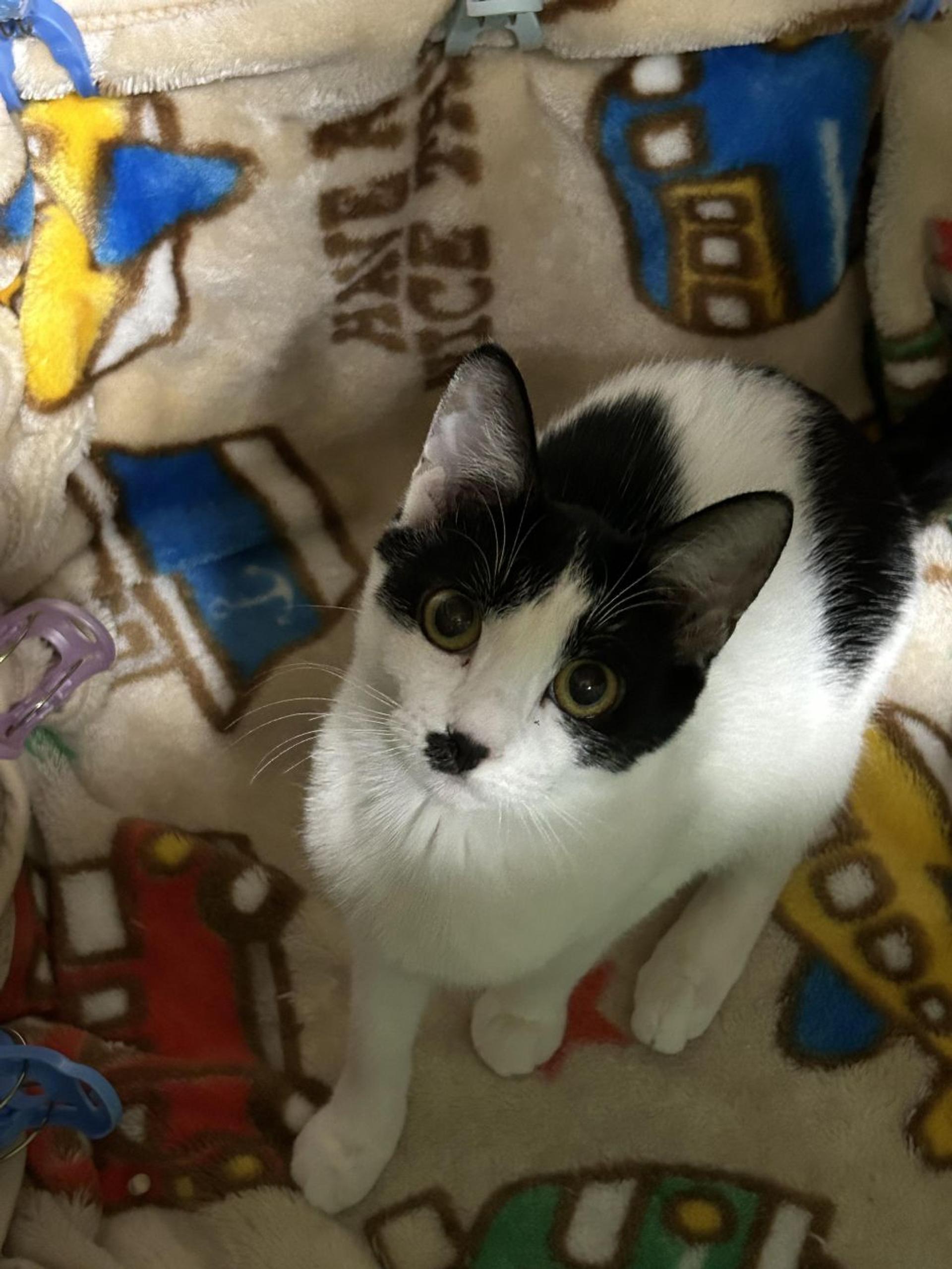 pet-image-2