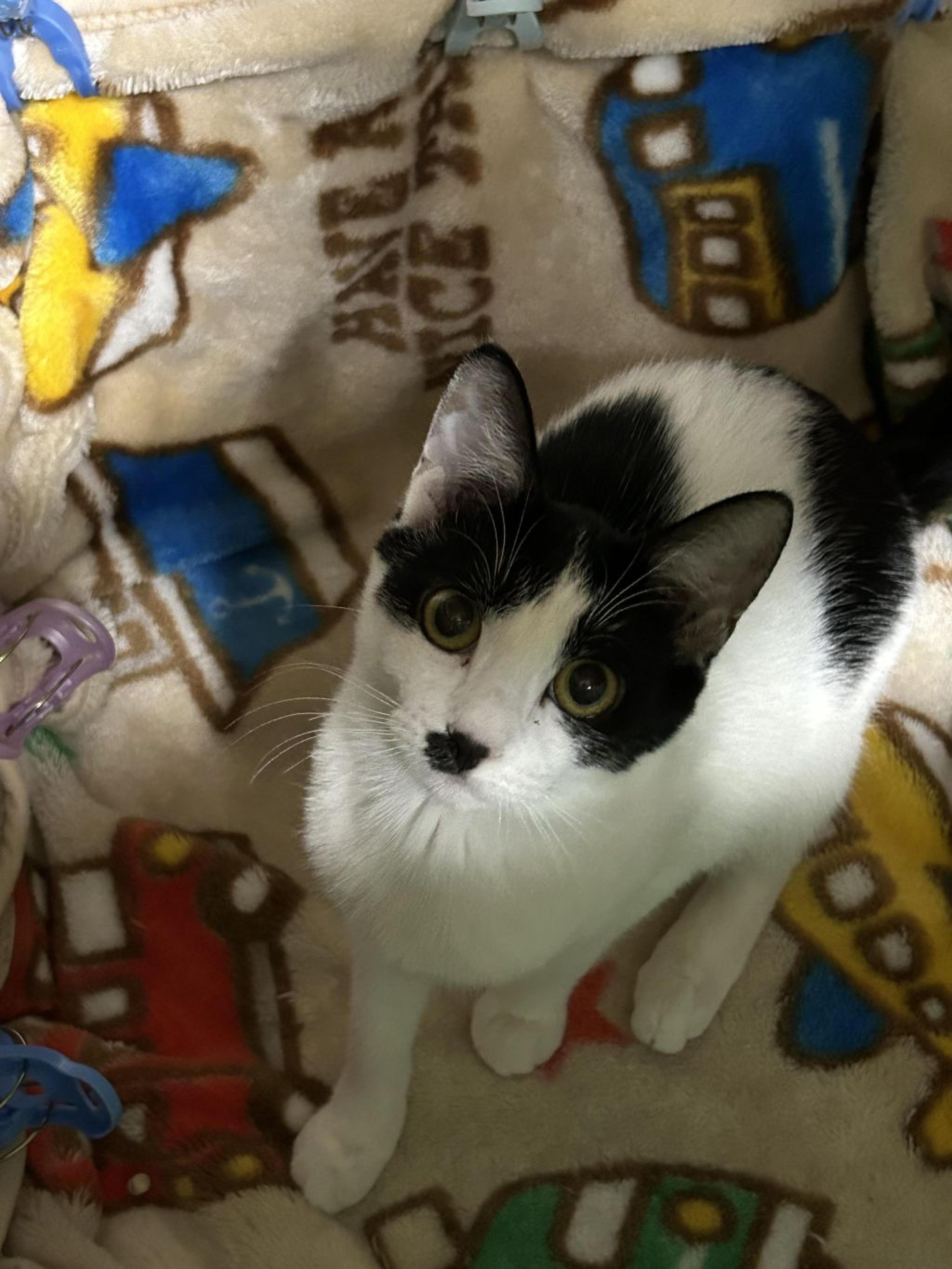 pet-image-2