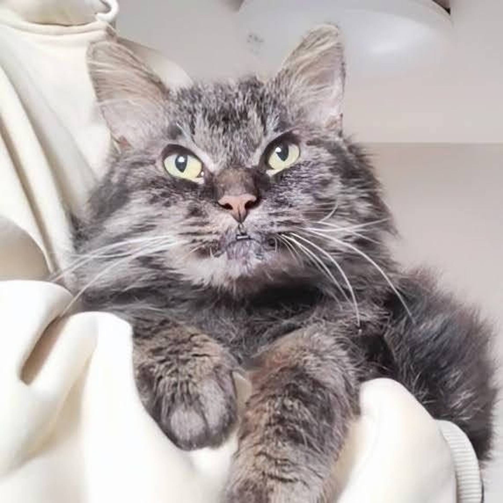 雑種（ミックス猫）・オスの里親募集の写真