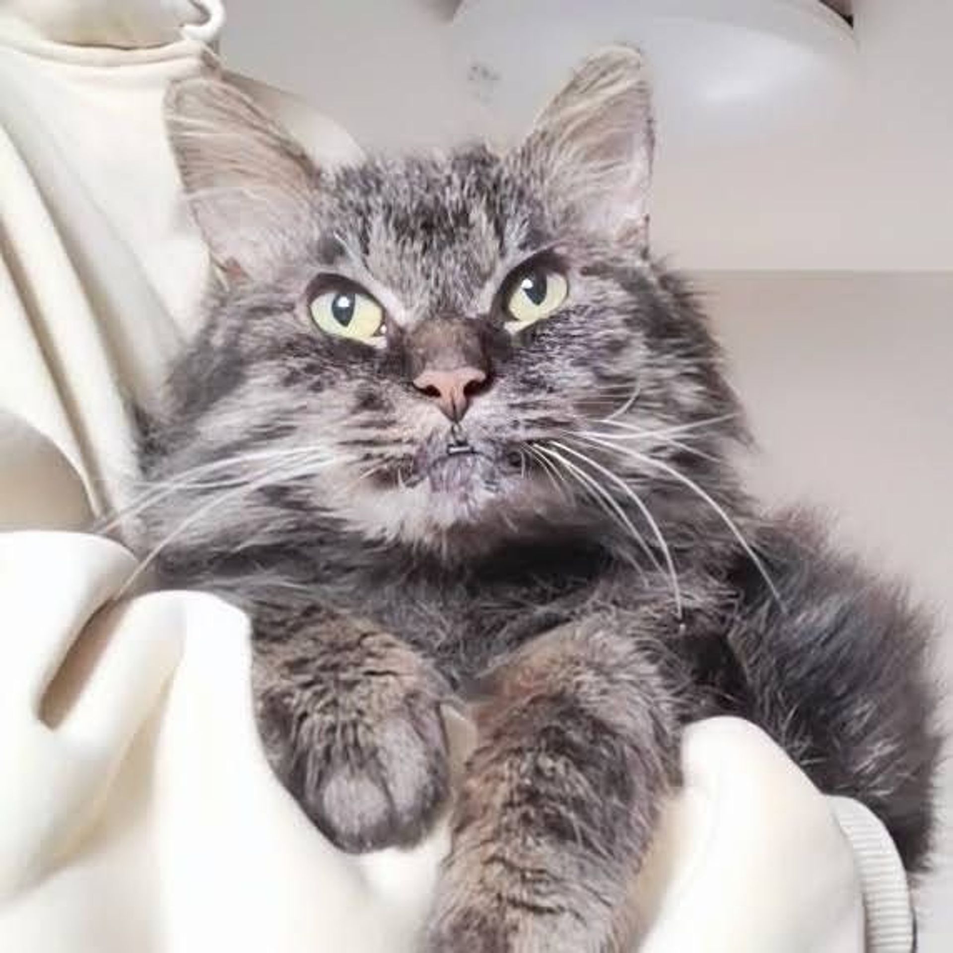 雑種（ミックス猫）・オスの里親募集の写真