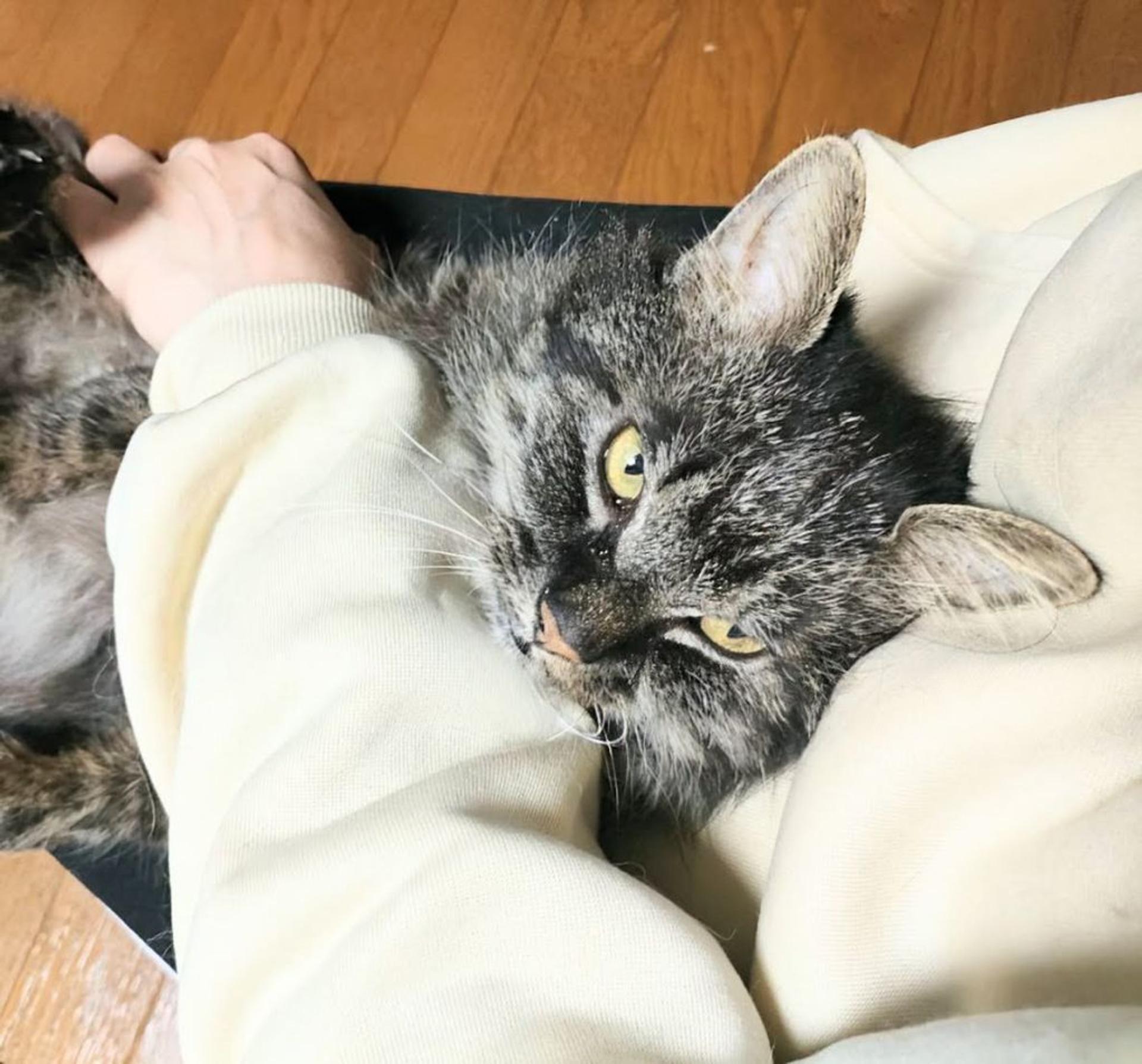 pet-image-3