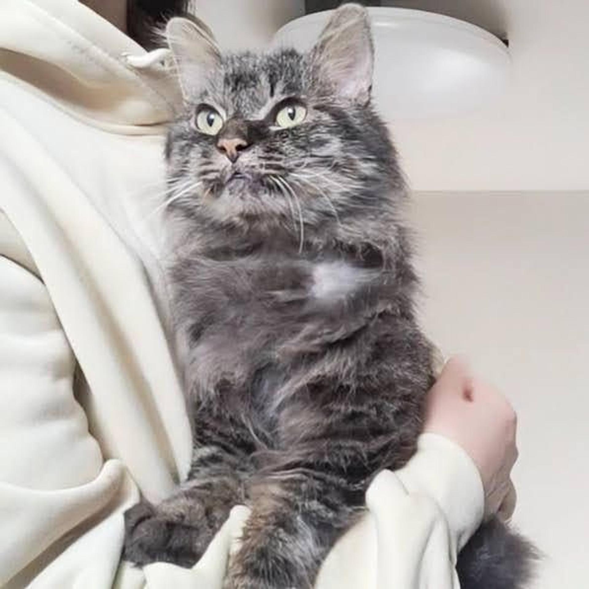 pet-image-4