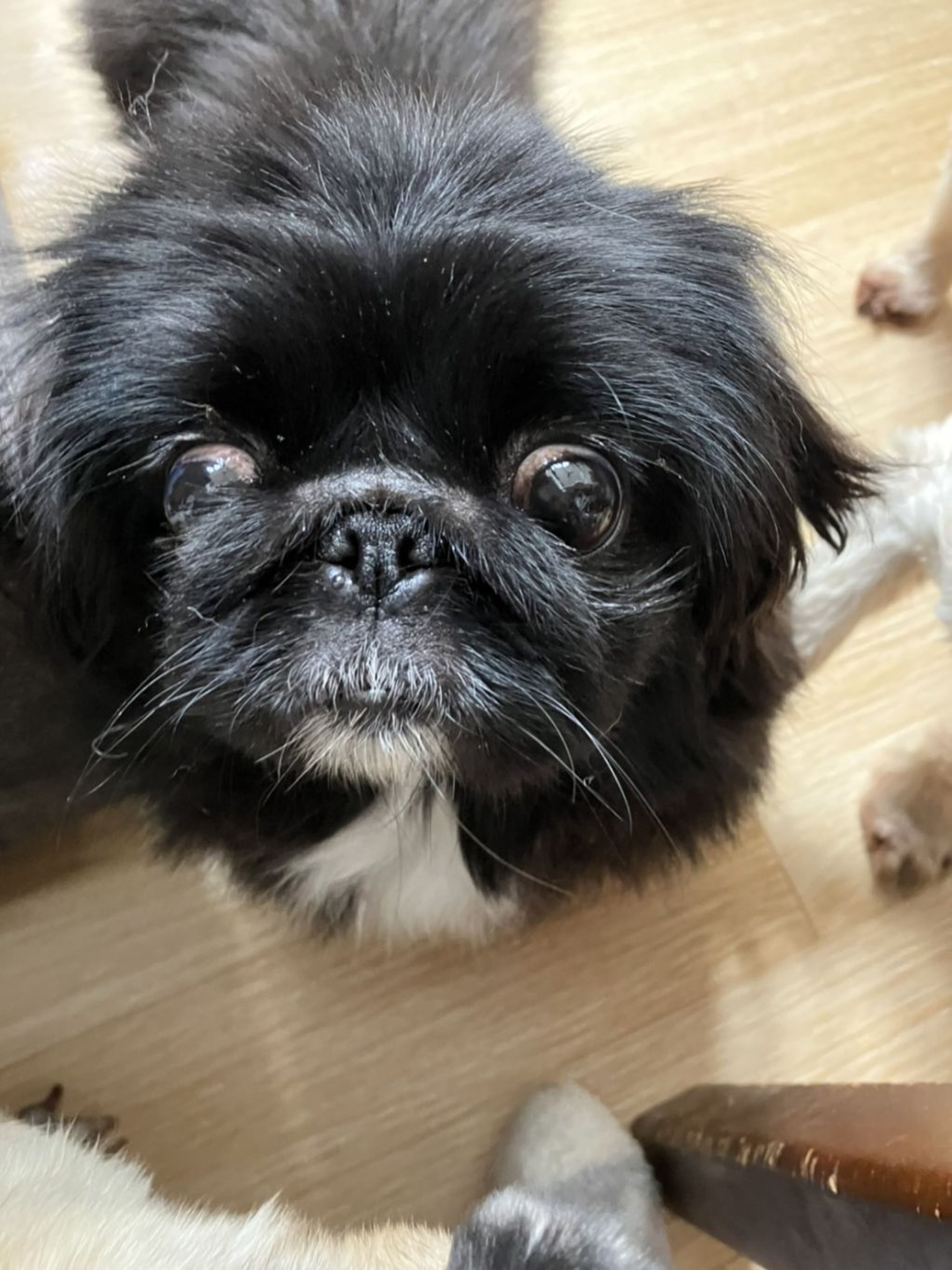 pet-image-2