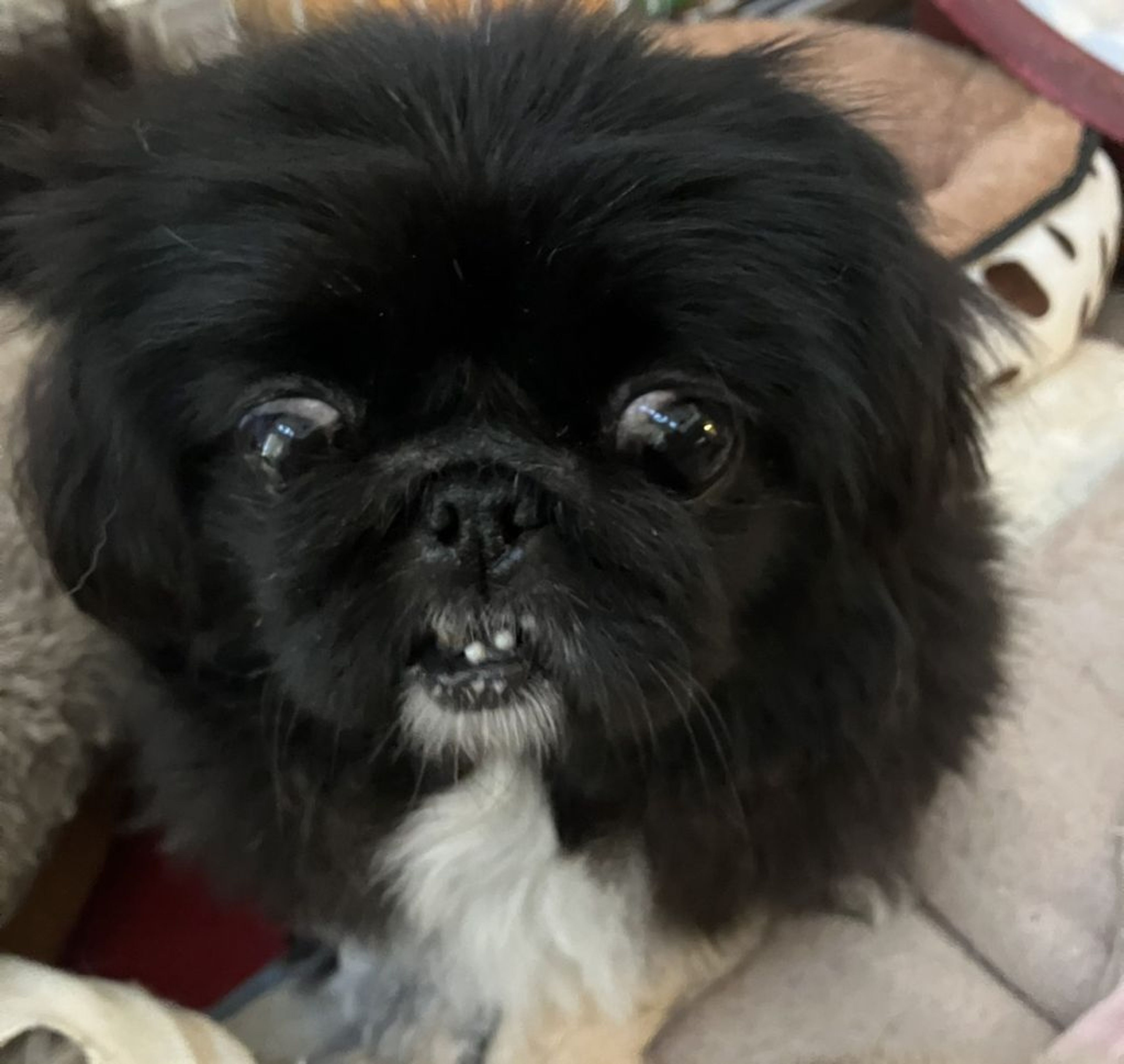 pet-image-3