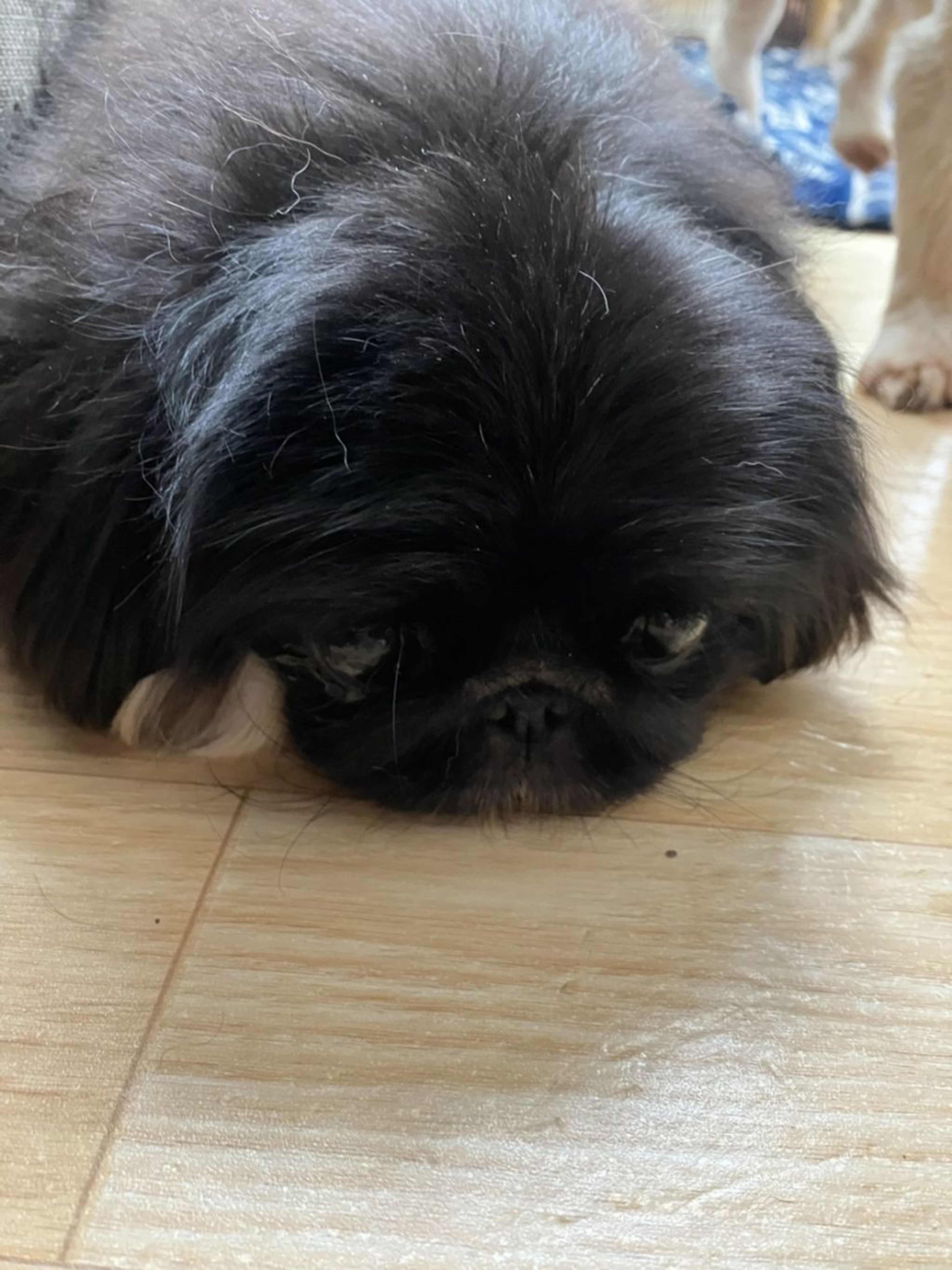 pet-image-4