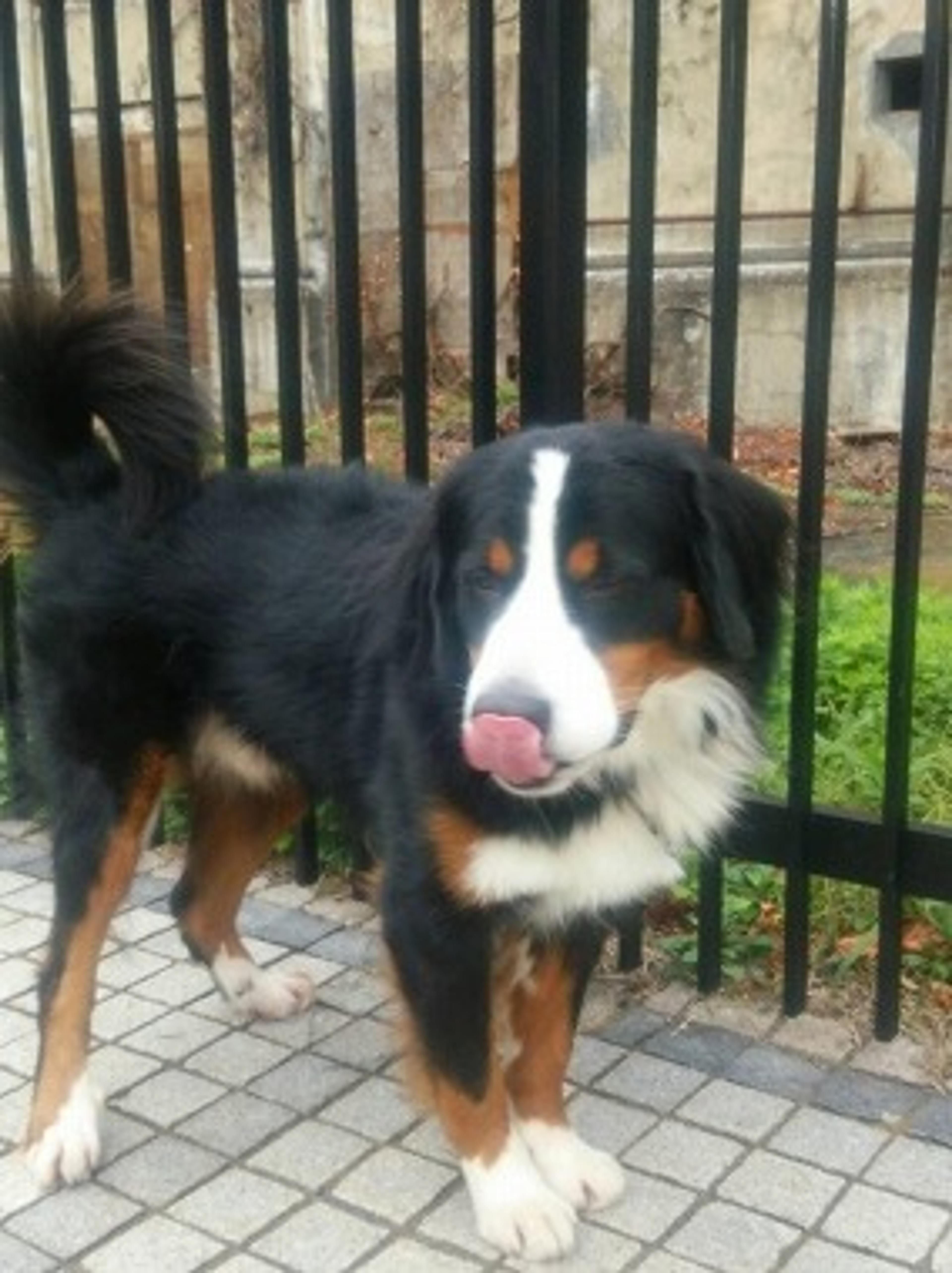 pet-image-2